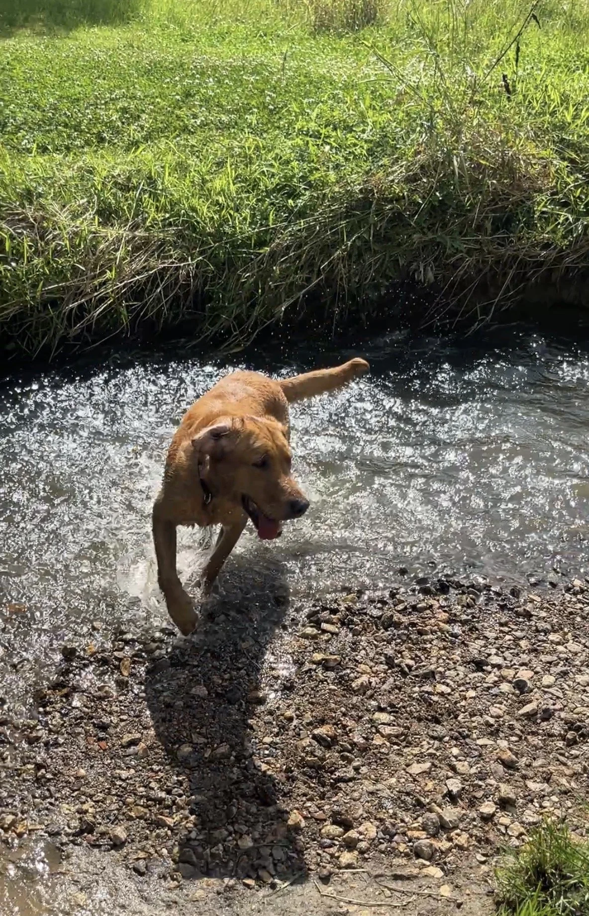 Un chien marron nage dans une rivière à côté de la rive rocheuse, avec de l'herbe verte en arrière-plan.