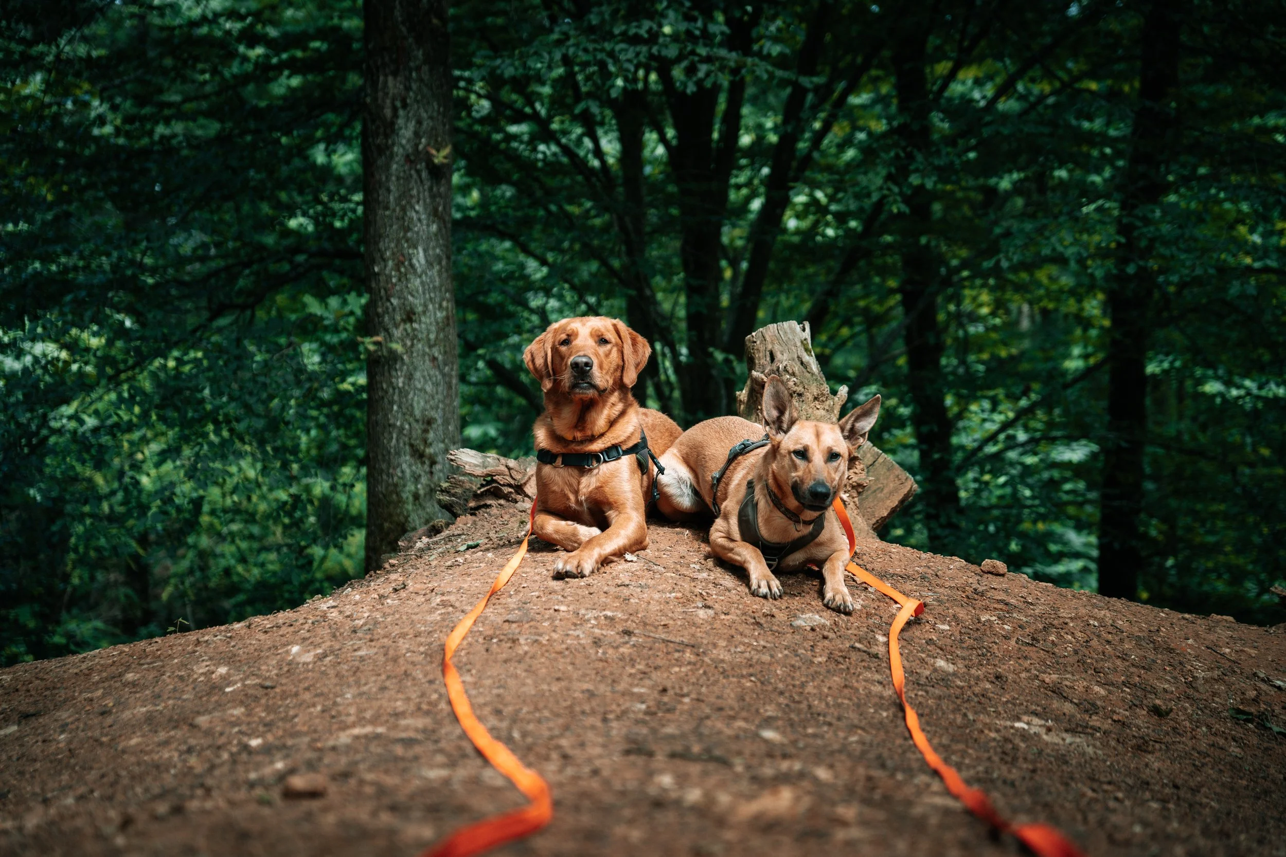 Deux chiens couchés sur un chemin dans une forêt, attachés à une laisse orange, avec un arbre en fond.