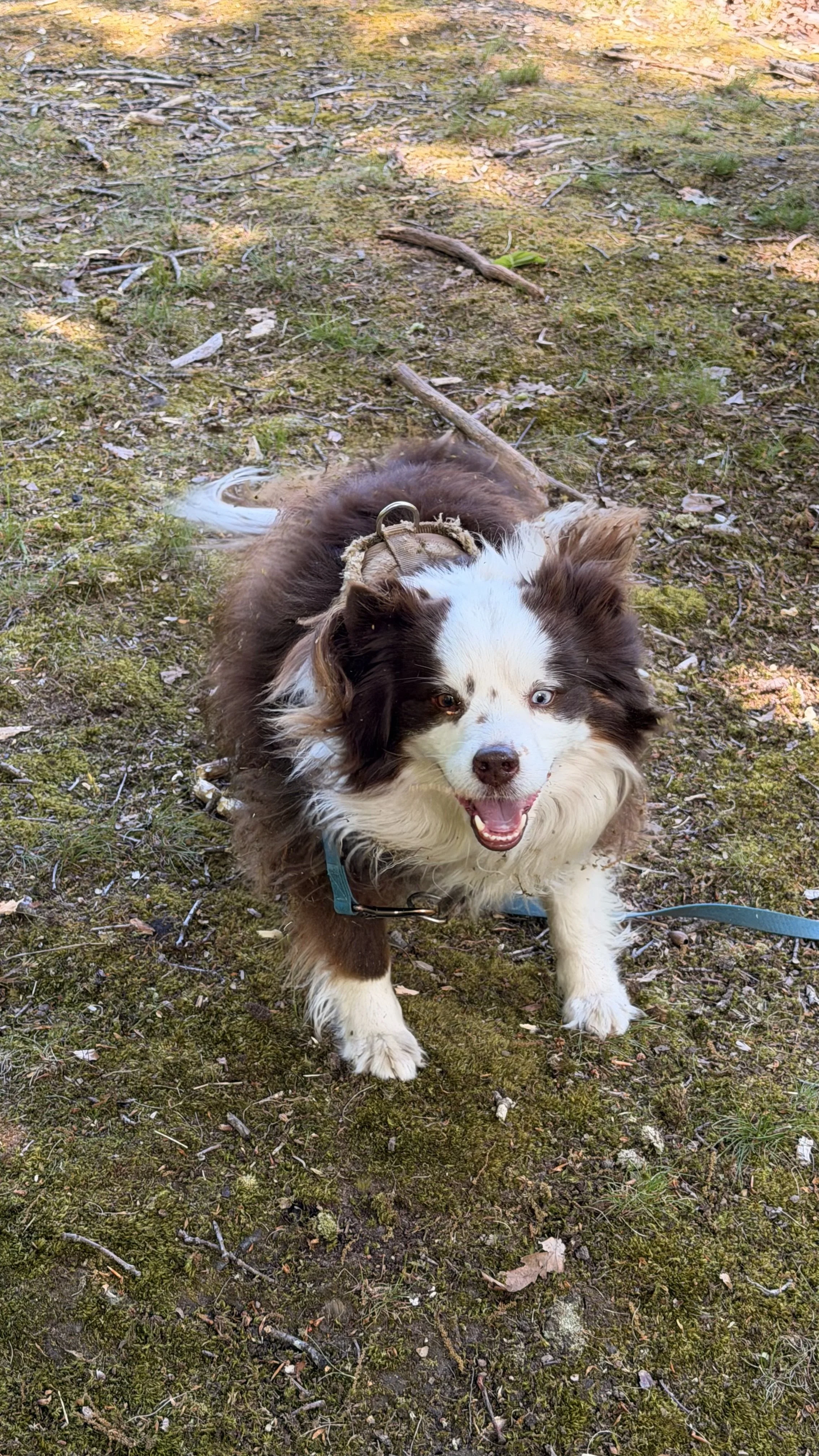 Un chien de race Border Collie assis sur le sol forestier. Il a un pelage brun, blanc et noir, et porte un collier avec une laisse. Le chien semble heureux, avec la bouche ouverte et l'air souriant.