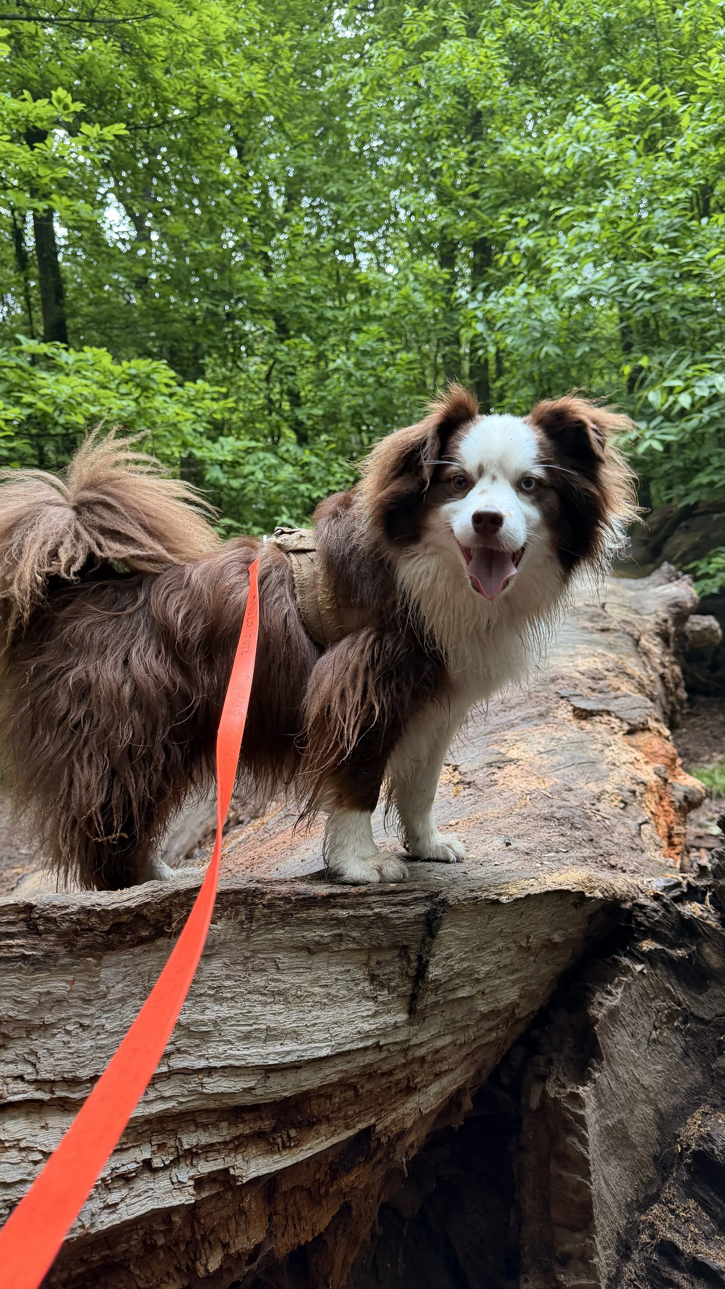 Chien debout sur un tronc d'arbre dans une forêt verte.