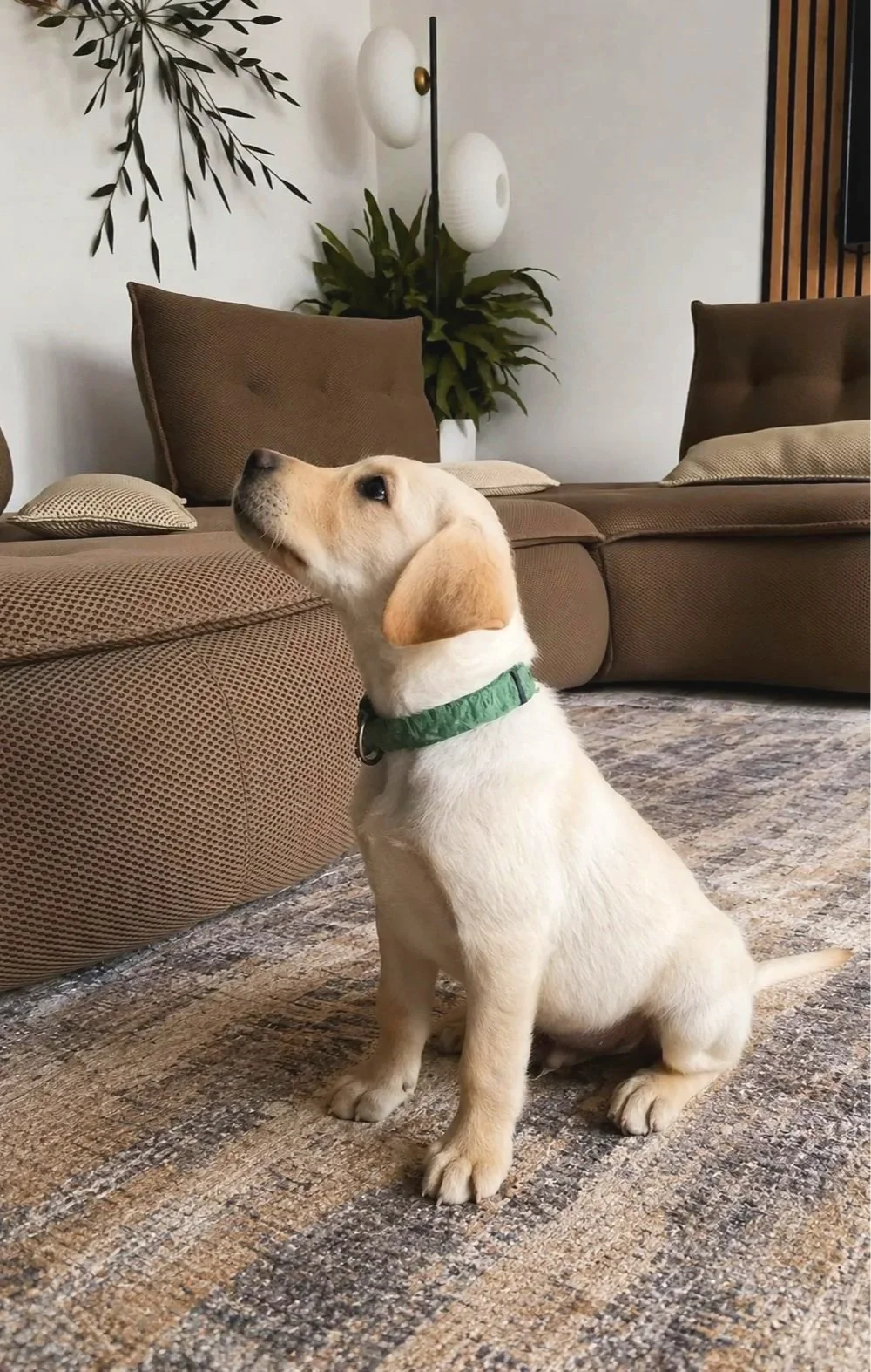 Chiot accueilli dans un cadre calme et progressif au Club MuZo Futé.