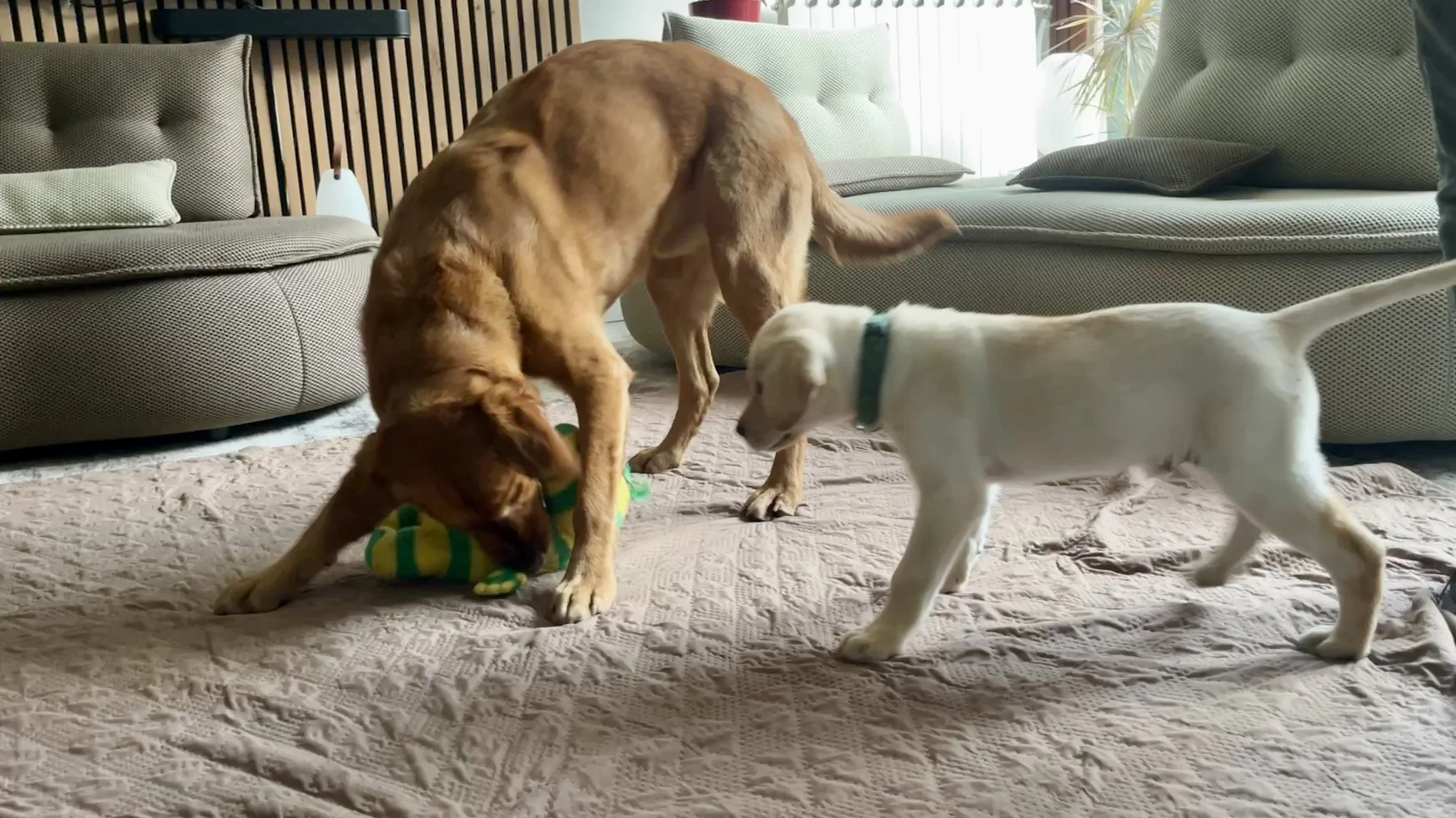 Trois chiens dans un salon, deux grands et un petit. L'un des grands chien brun est en train de jouer avec un jouet, un autre petit chien blanc marche à côté. Le salon a deux canapés gris avec des coussins et une grande fenêtre avec des plantes en ar