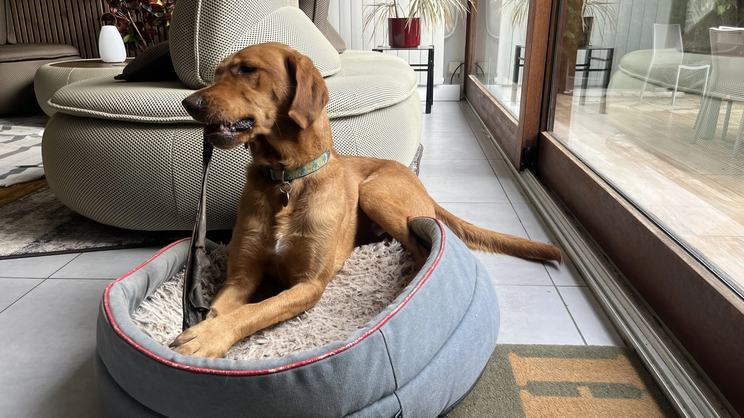 Un chien doré de race Labrador Retriever allongé dans un panier en tissu gris avec un coussin beige, à côté d'une grande fenêtre en verre dans une maison. La pièce a des meubles modernes et des plantes d'intérieur.