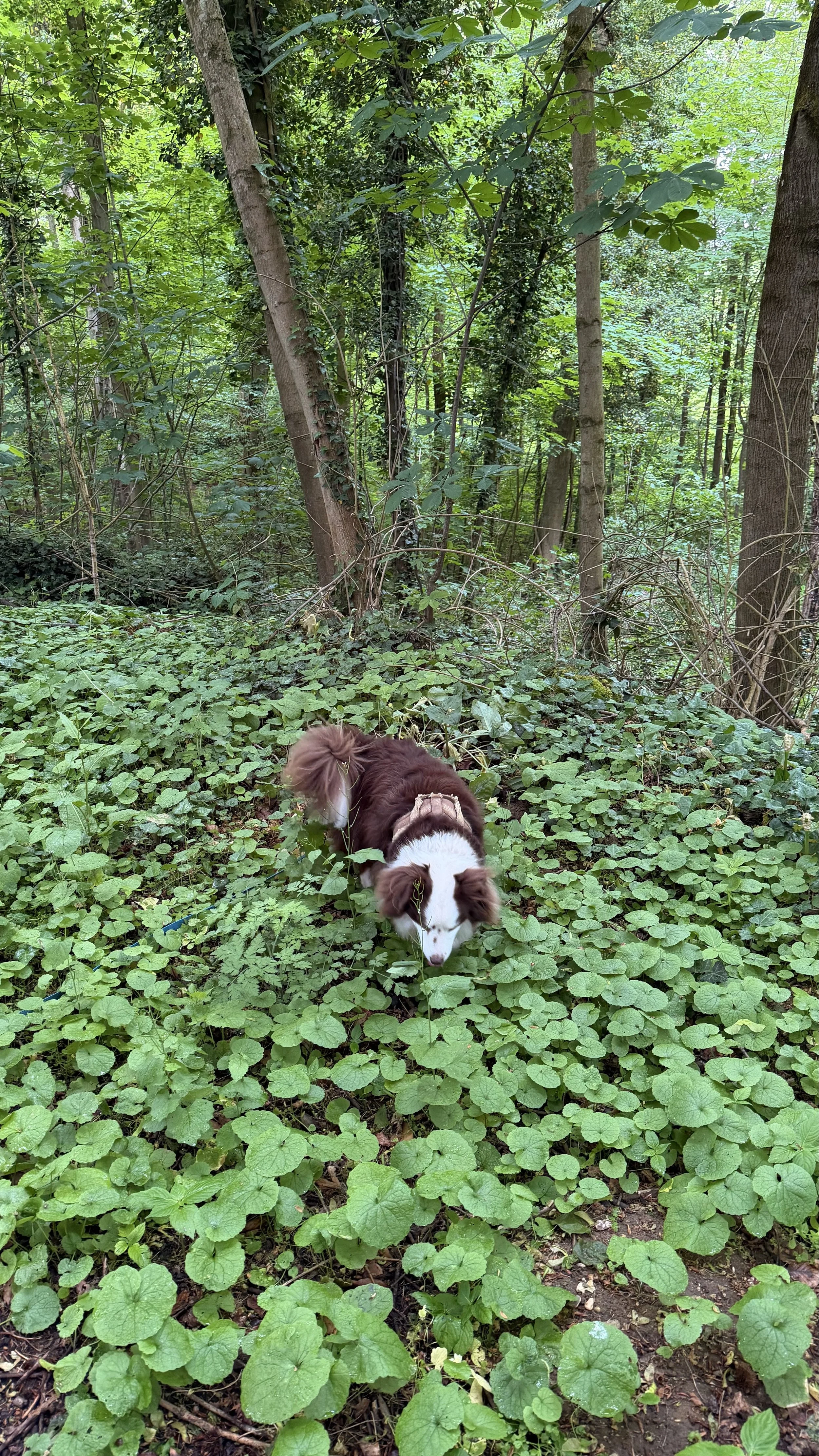 Un chien de race Border Collie blanc et marron marche dans une forêt dense avec beaucoup de végétation verte.