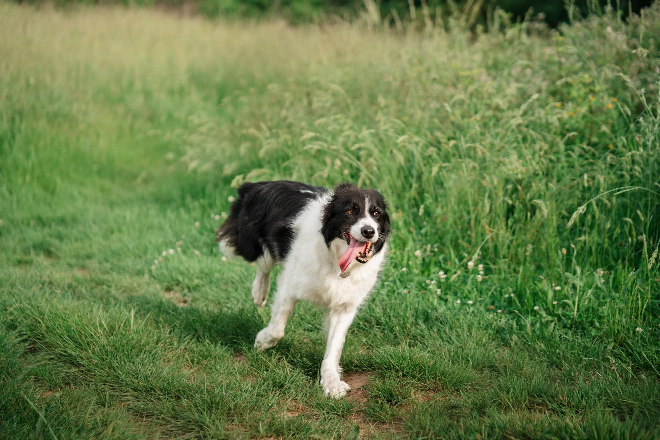 Un chien de race Border Collie courant dans un champ vert, la langue sortie, avec de la végétation en arrière-plan.