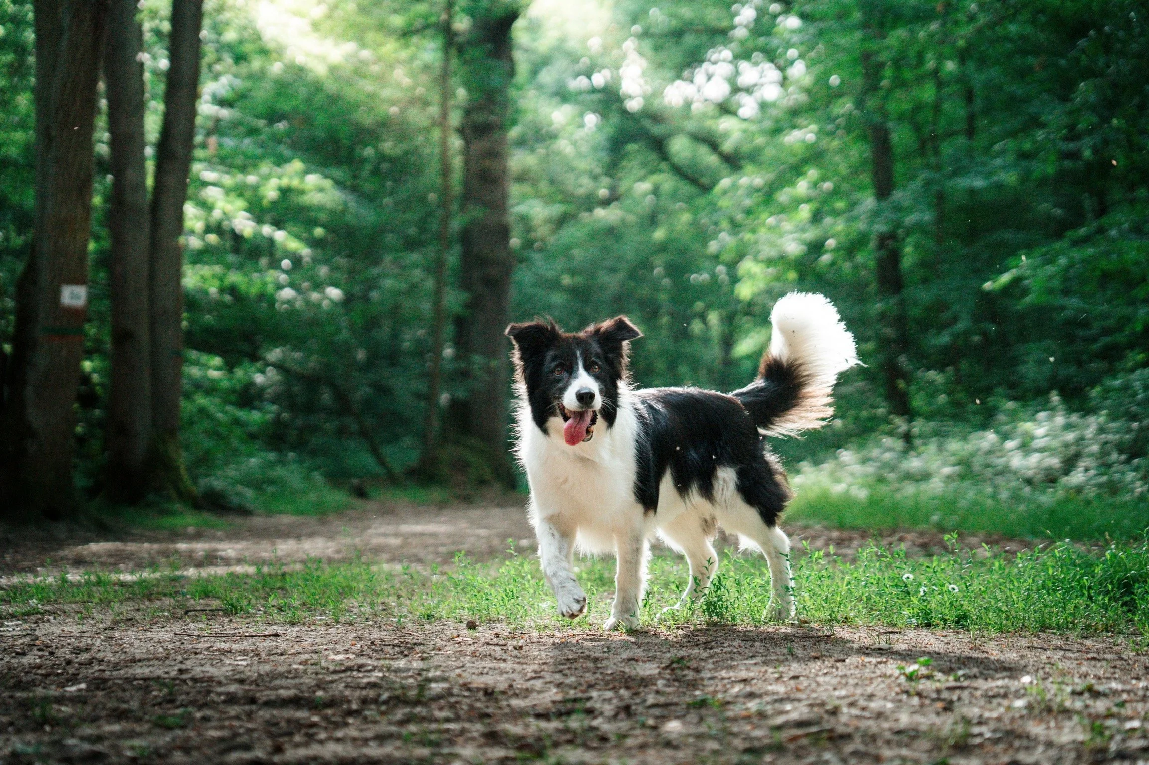 Un chien noir et blanc dans une forêt verte, en train de courir sur un sentier avec des arbres entourant la scène.