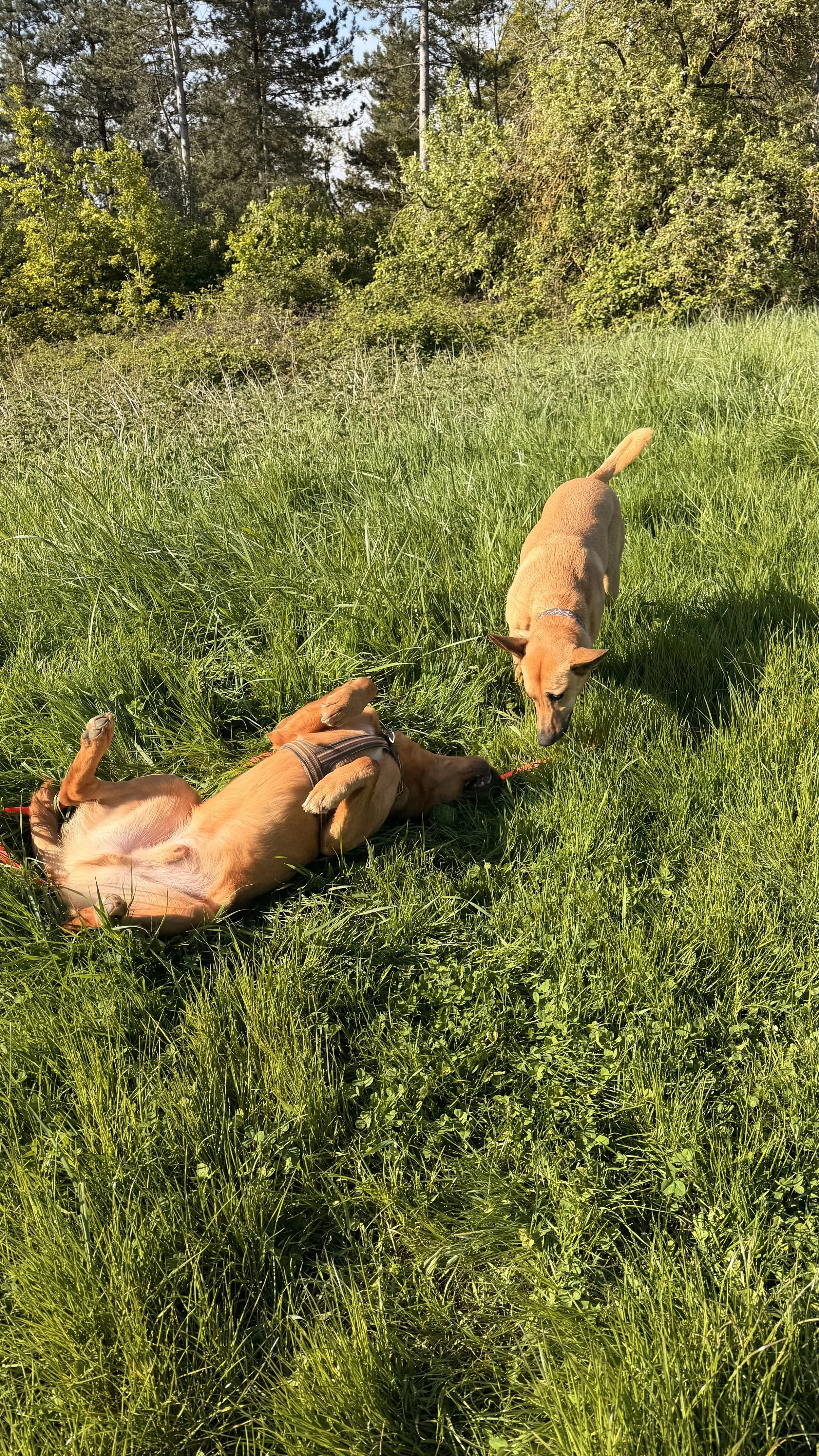 Deux chiens de couleur fauve jouent et se reposent dans une prairie verte. L'un est allongé sur le dos, et l'autre se tient debout à proximité.