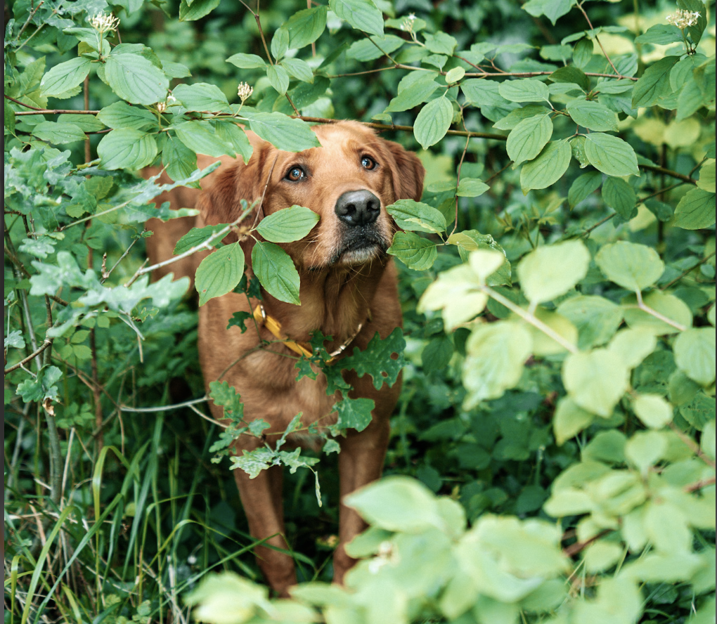 Un chien marron dans la végétation dense, entouré de feuilles vertes.