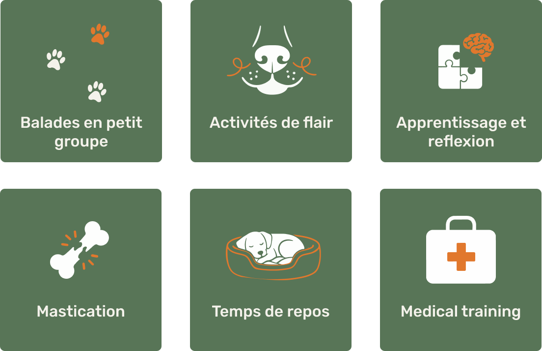 Illustration des activités proposées au Club MuZo Futé : balades, mastication, repos, flaire, apprentissages et medical training