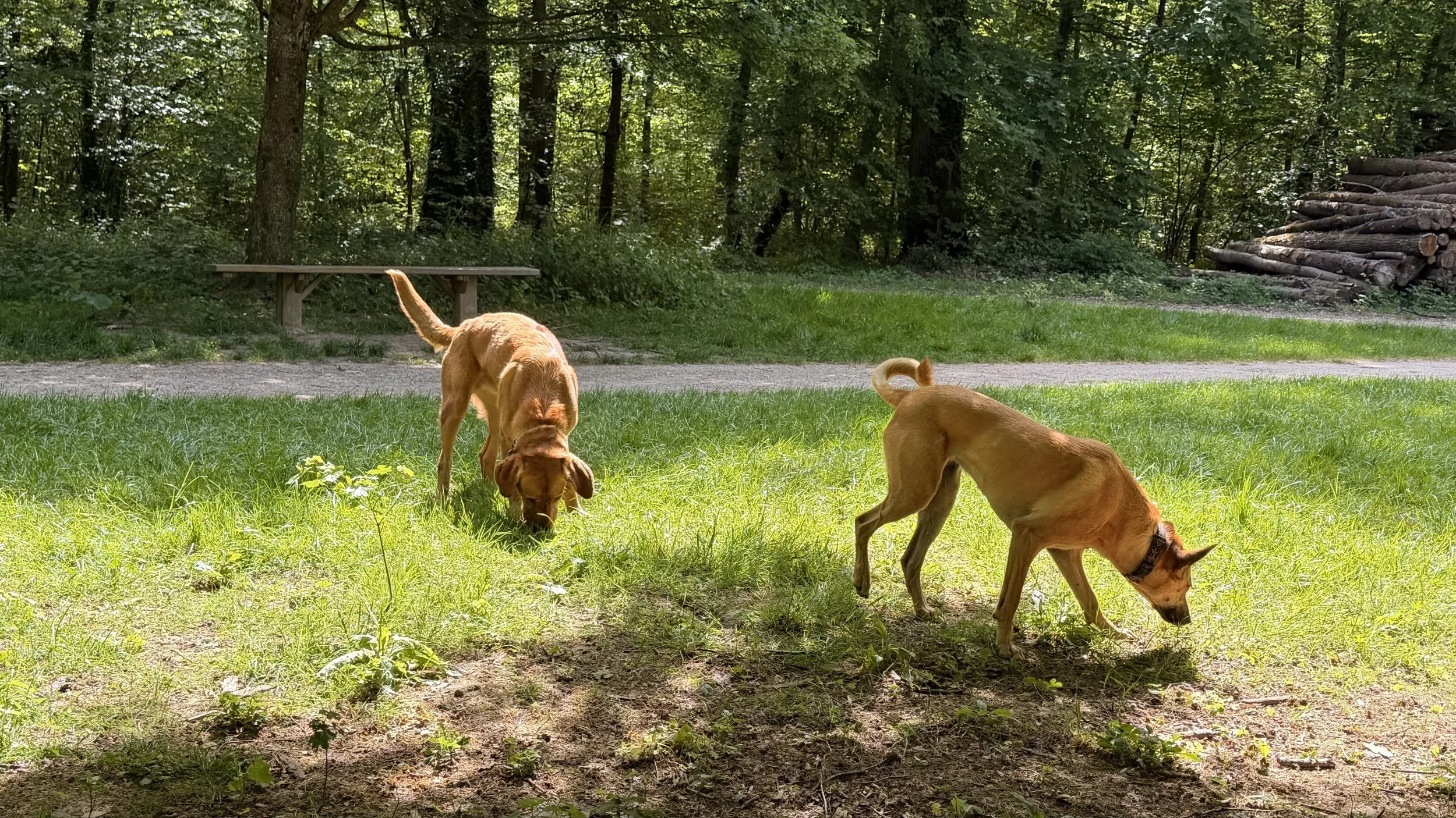 Trois chiens de couleur fauve jouent dans une clairière en forêt, avec des arbres en arrière-plan et une pile de bois à droite.