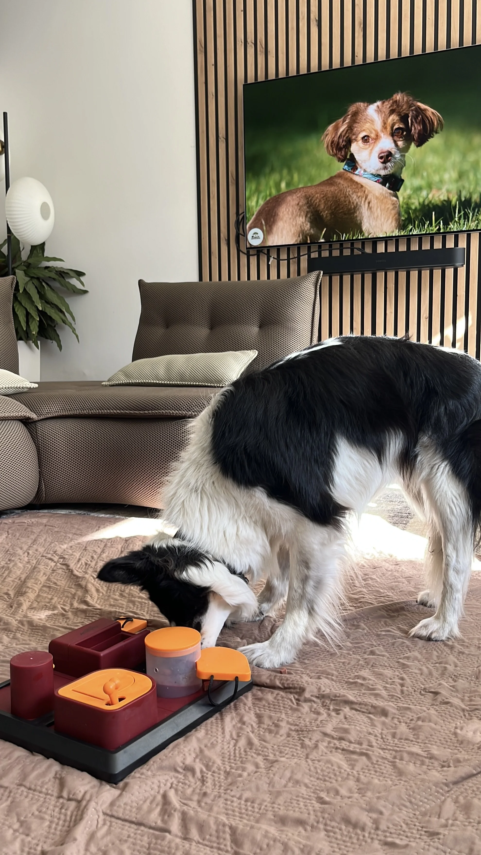 Un chien noir et blanc qui se penche sur une surface en tissu, avec des jouets en plastique orange et rouge, dans un salon avec un canapé beige, une plante, un mur en bois et une télévision affichant un chien brun.