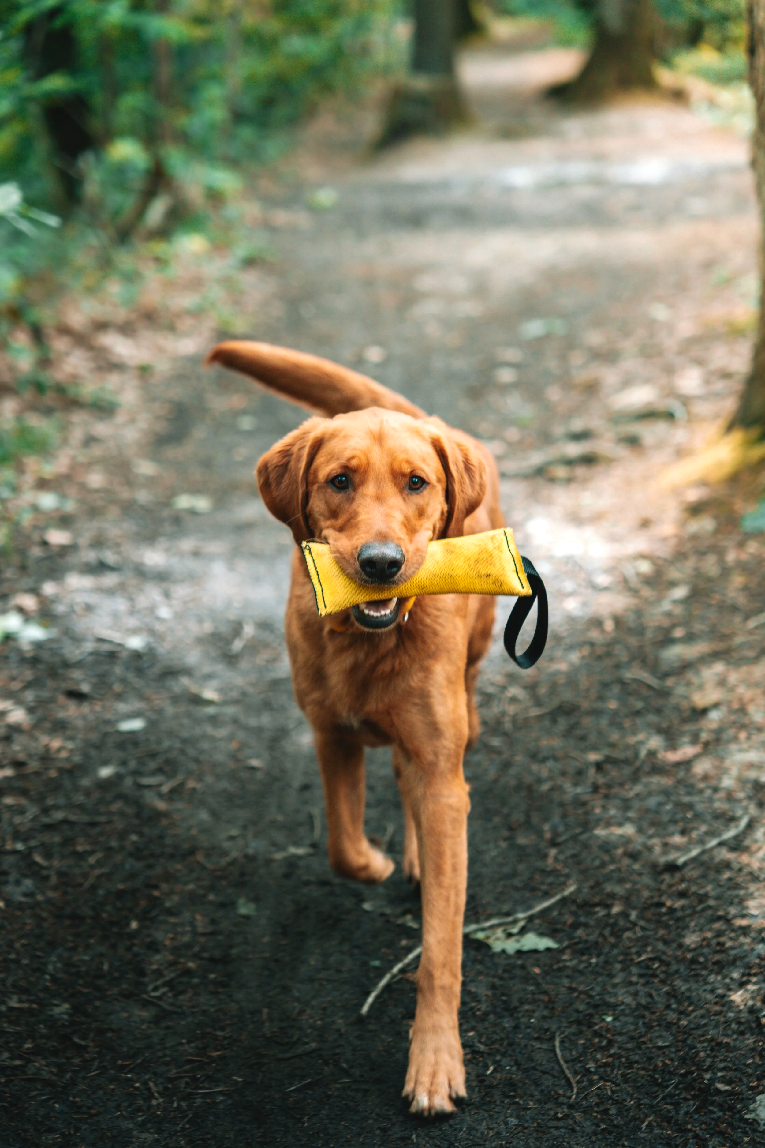 Chien en forêt portant un boudin jaune après une recherche olfactive lors d'une Educ-balade MuZo Futé