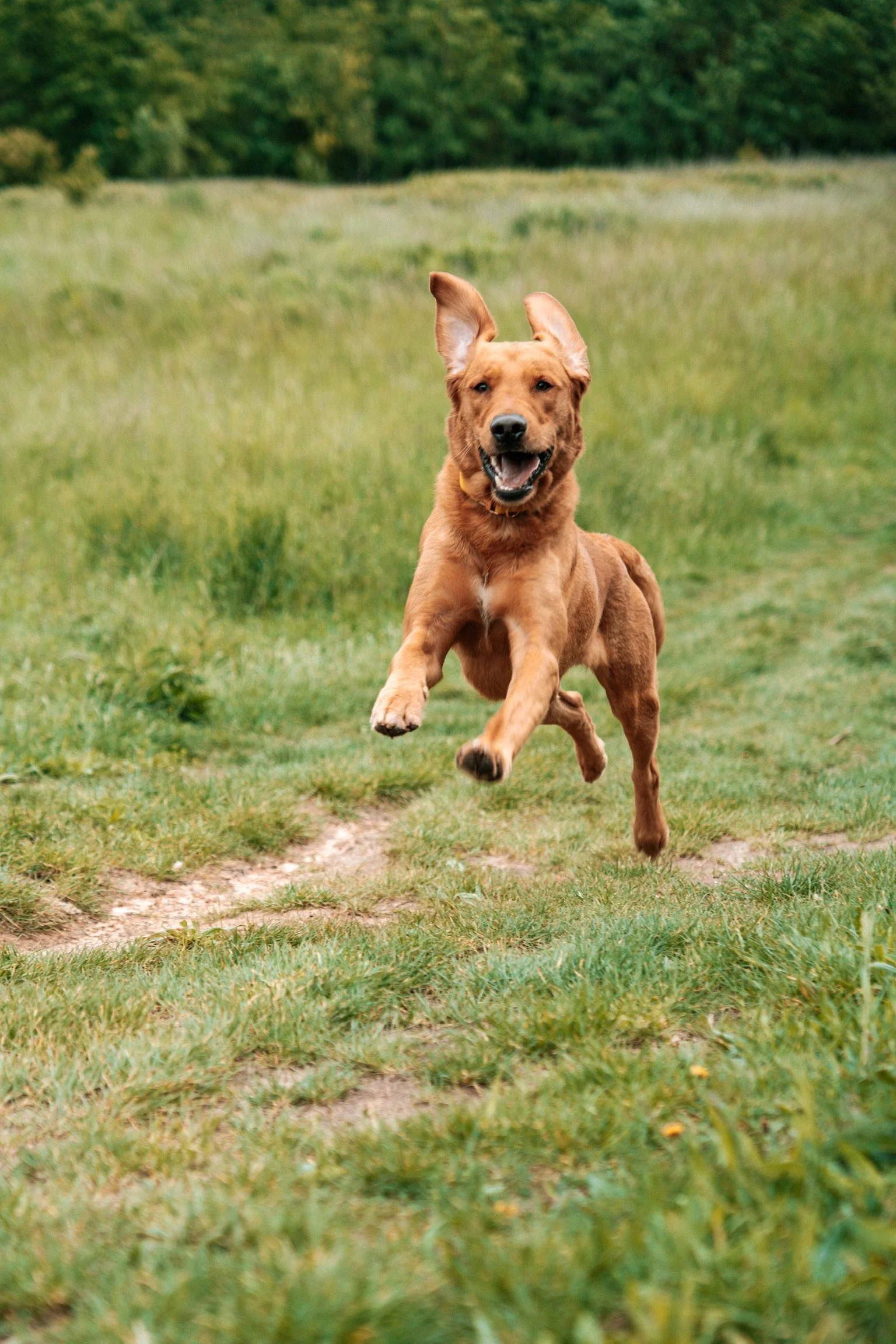 Un chien doré court dans un champ vert avec des arbres en arrière-plan.