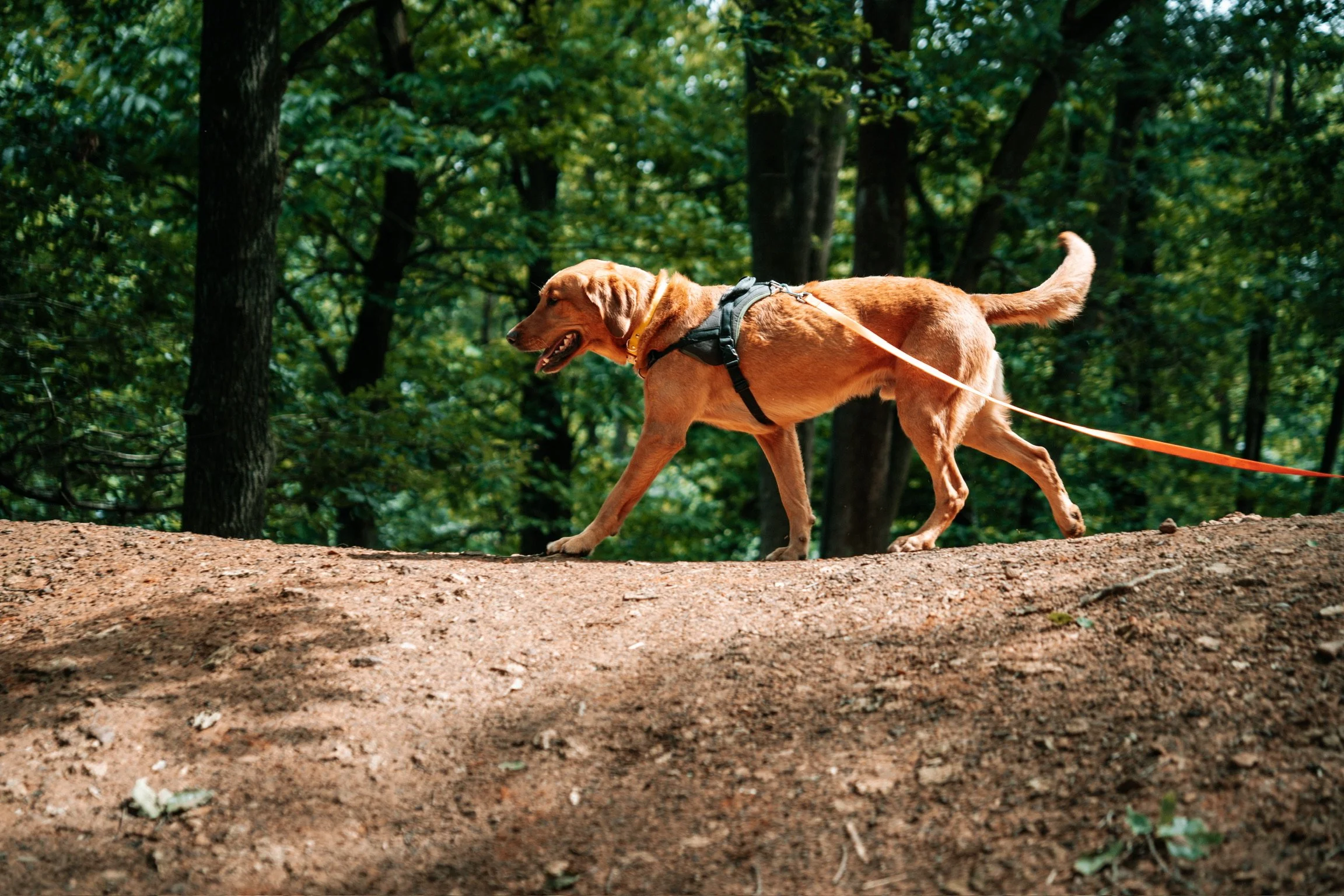 Chien en balade éducative en forêt, accompagné en longe et à son rythme