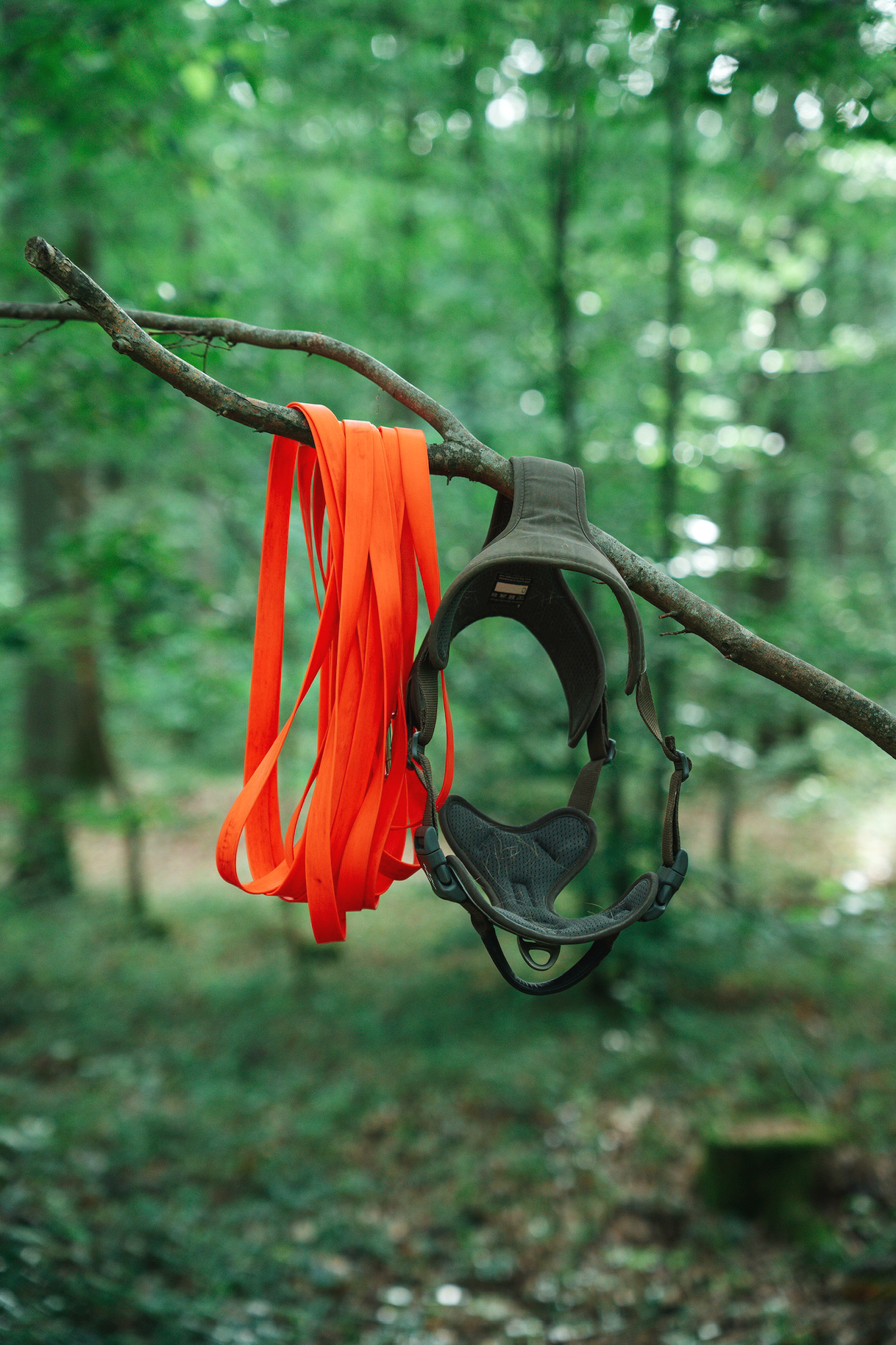 Casque de ski noir et sangles orange accroché à une branche d'arbre dans la forêt.