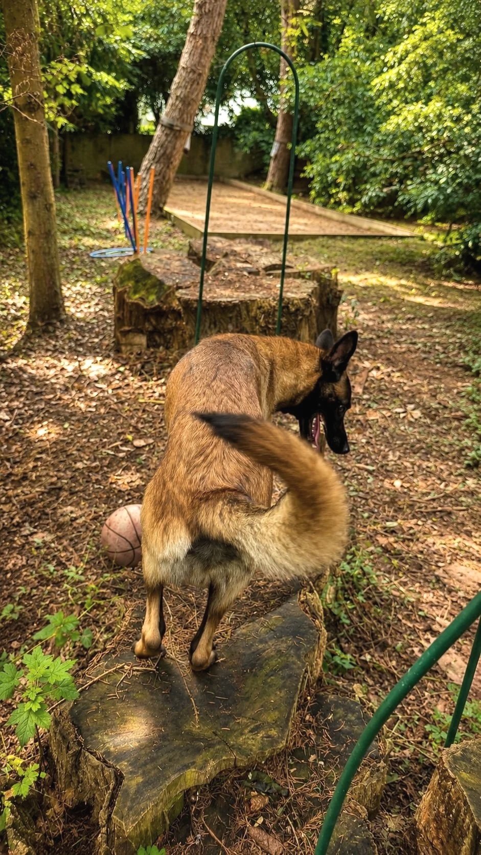 Un chien de race malinois ou schnauzer géant dans un jardin entouré de arbres, avec une plante en premier plan et un ballon de rugby à ses pattes, regardant derrière lui.