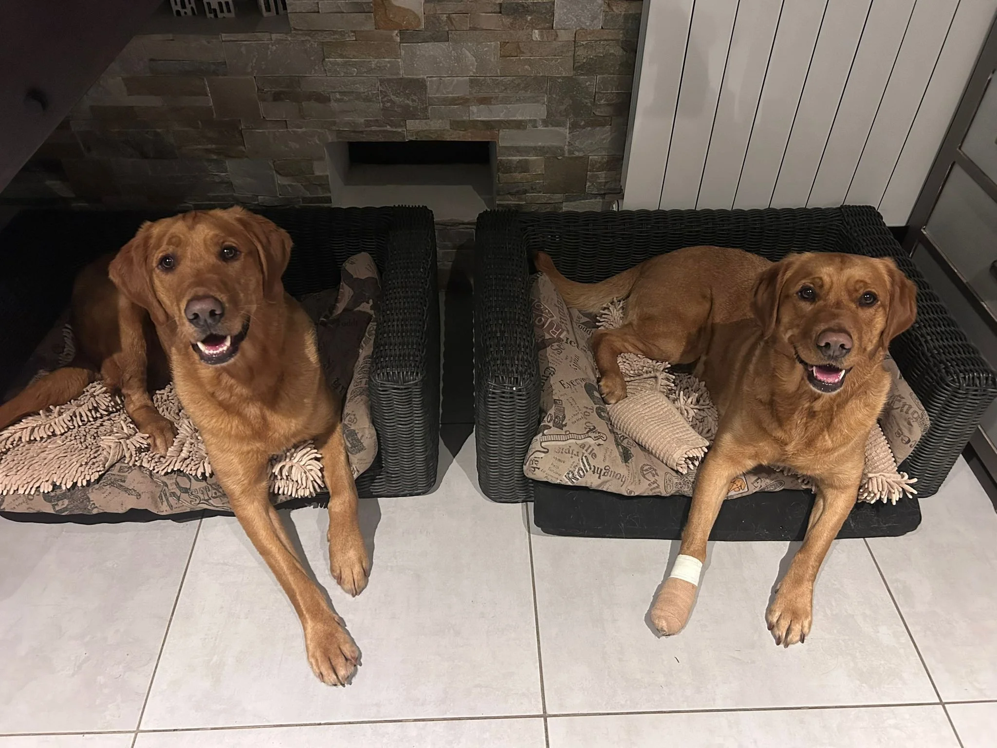 Deux chiens dorés couchés dans des paniers sous une table, l'un avec une patte bandée, dans un intérieur moderne avec des murs en pierre et un sol en carrelage.