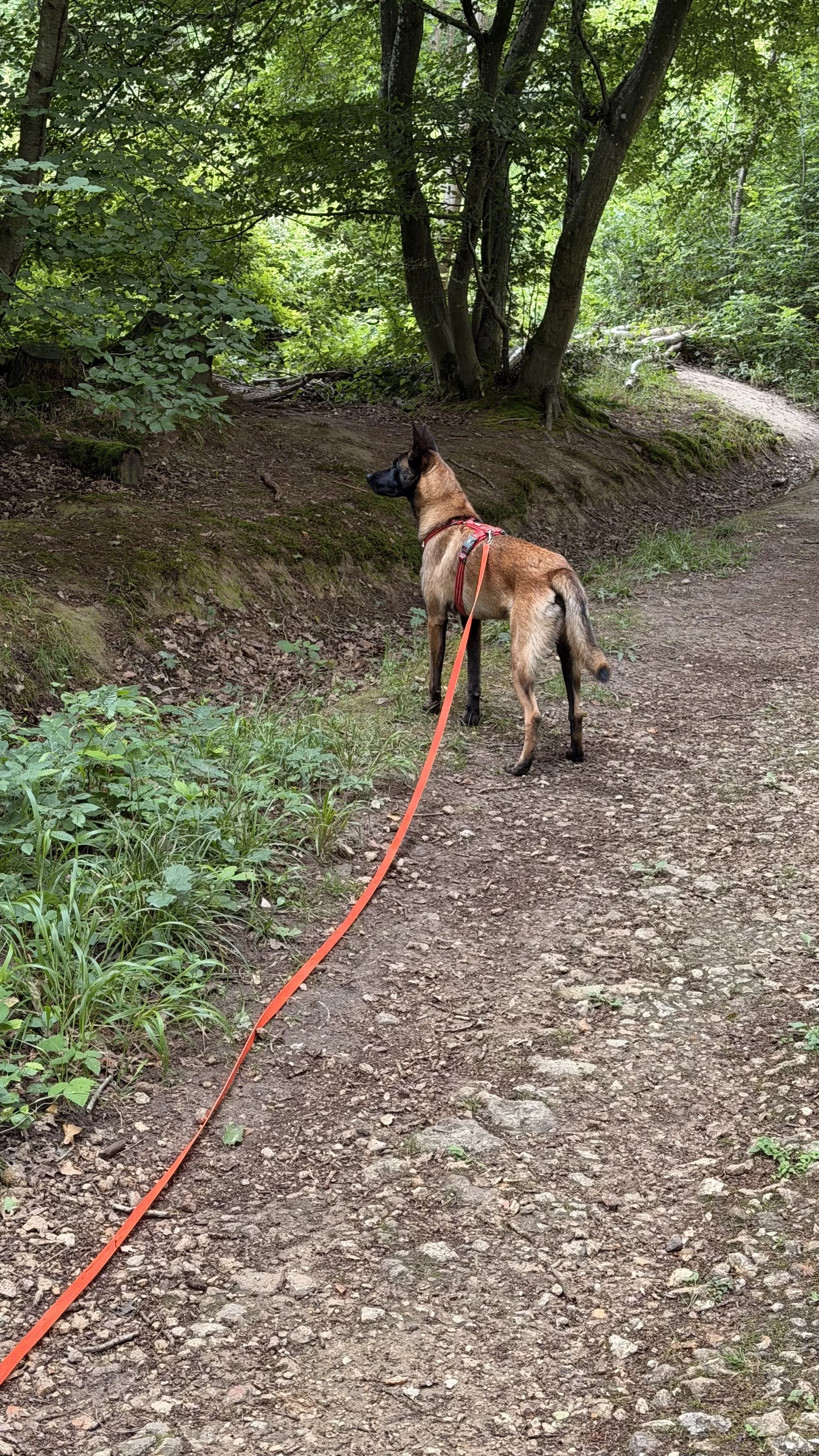 Un chien de race bergère allemande attaché à une laisse orange, en promenade dans une forêt avec des arbres et un chemin en terre.
