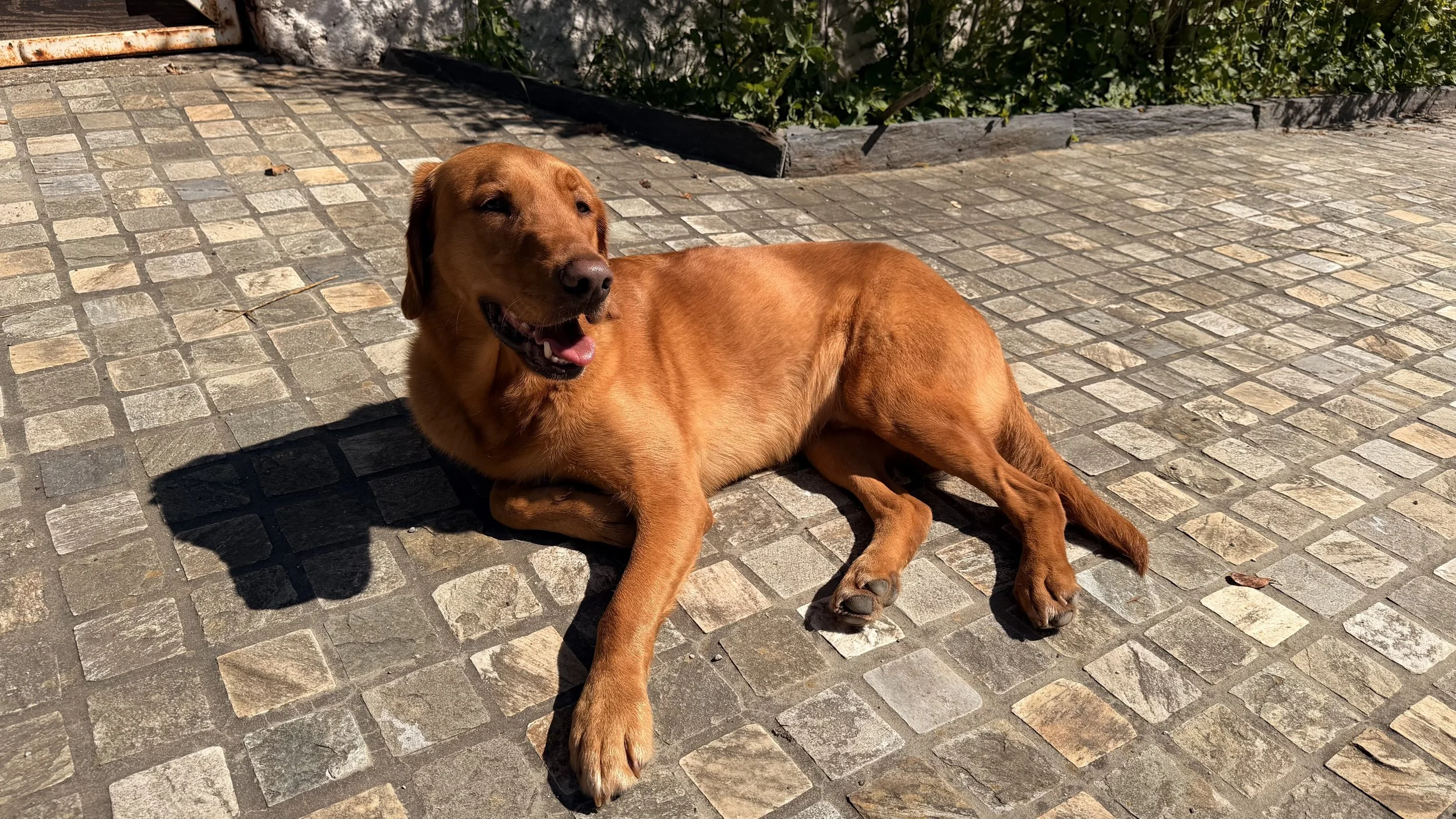 Un chien de couleur marron clair allongé sur des pavés sous la lumière du soleil.