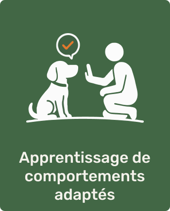 Un chien et une personne en position d'apprentissage, avec un symbole de coche dans un cercle au-dessus du chien, représentant l'apprentissage de comportements appropriés.