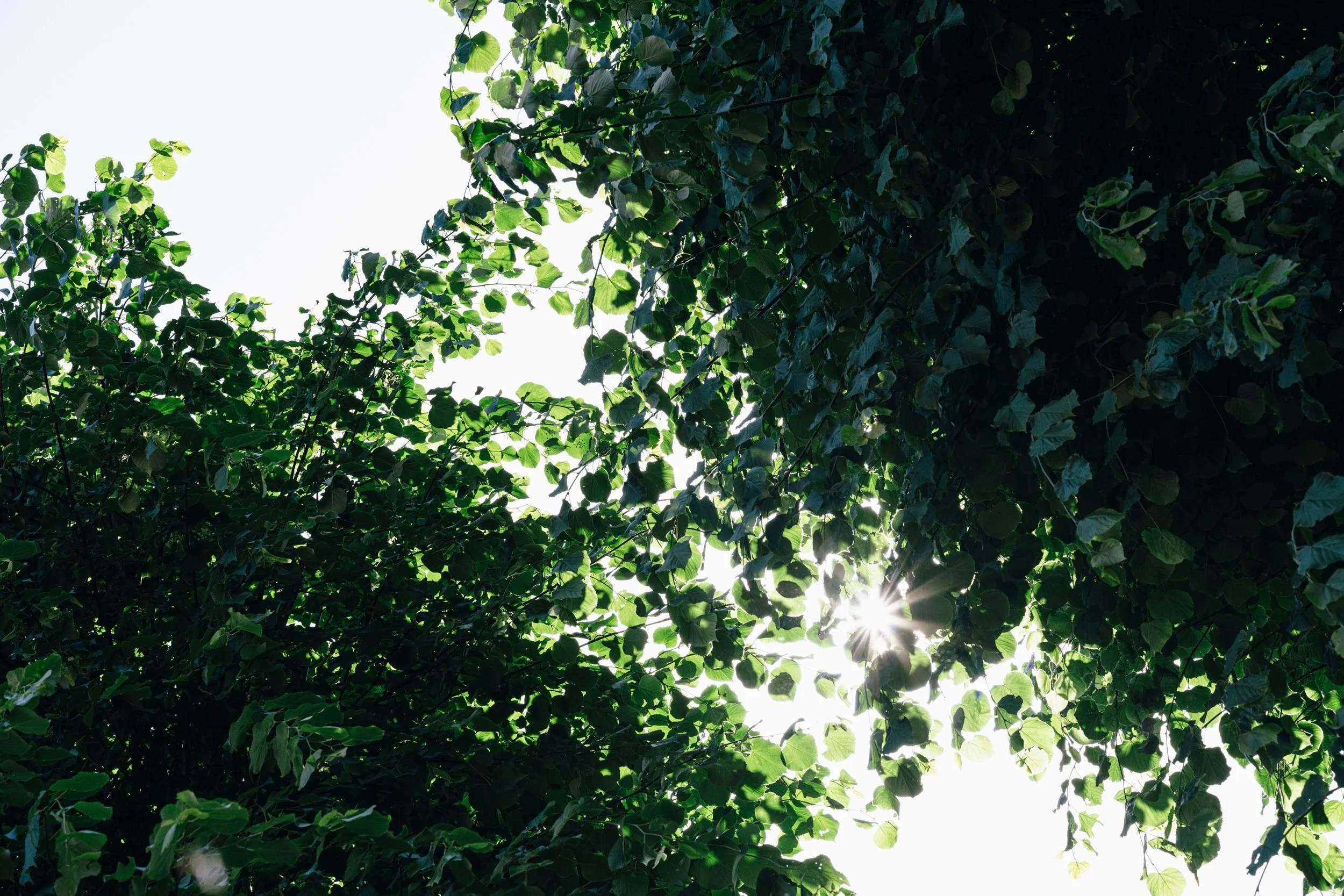 Omhoog kijkend door weelderige groene blaadjes van bomen, met helder zonlicht dat door het gebladerte schijnt.Omhoog kijkend door weelderige groene blaadjes van bomen, met helder zonlicht dat door het gebladerte schijnt.