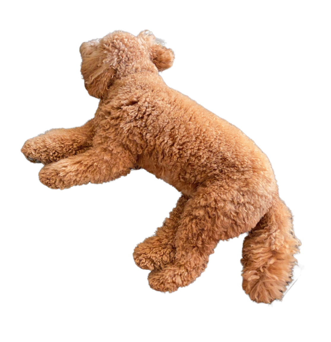 A fluffy light brown puppy with curly fur sitting on a black surface, facing away from the camera.