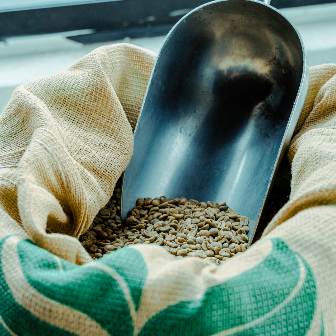 A scoop filled with green coffee beans resting on a burlap sack.