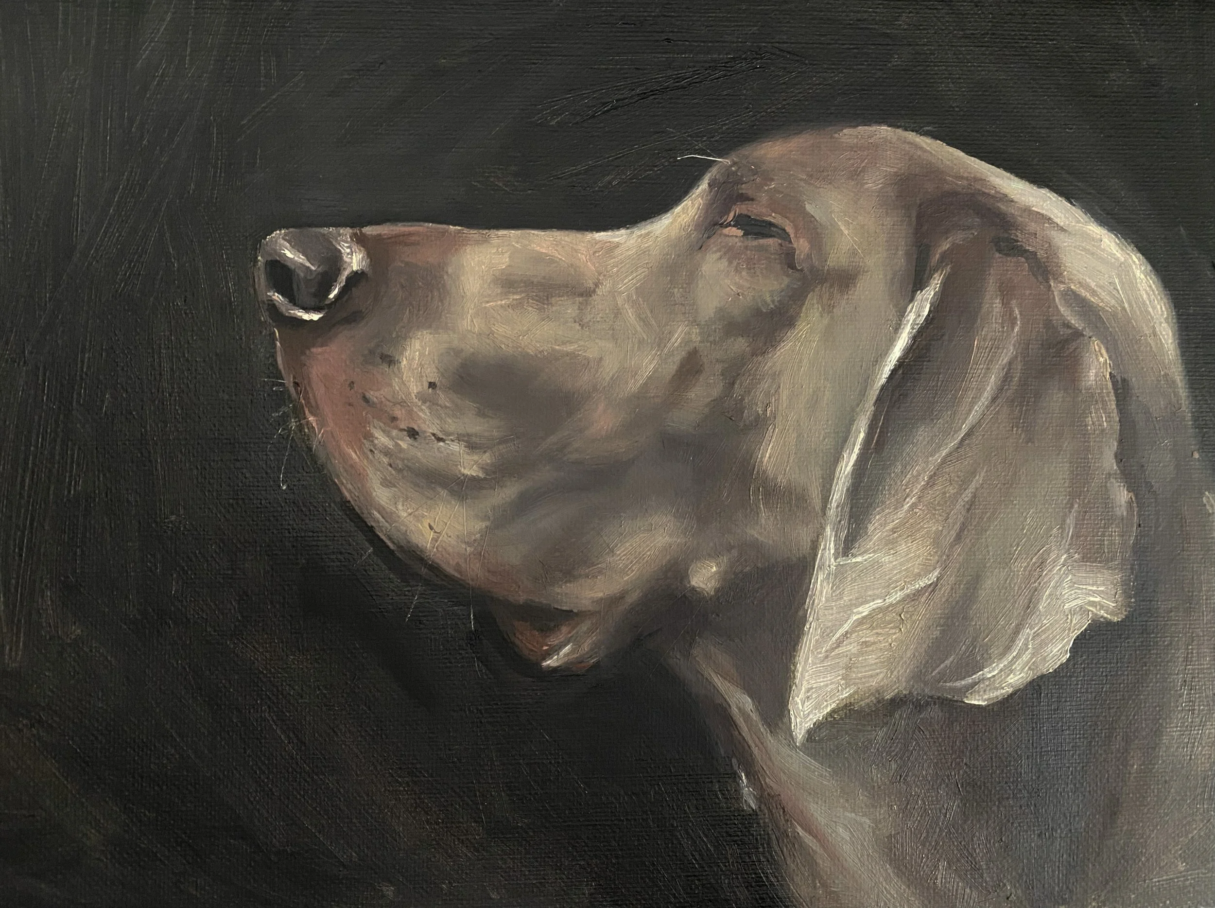 Painted oil portrait of a dog with a black background, showing the dog's head in profile with a closed eye, a shiny nose, and light-colored fur.