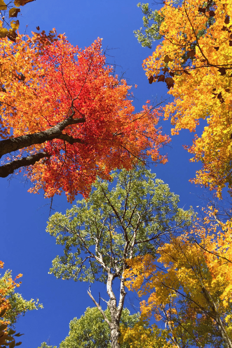 Der Wald im Herbst in seiner schönen Pracht.