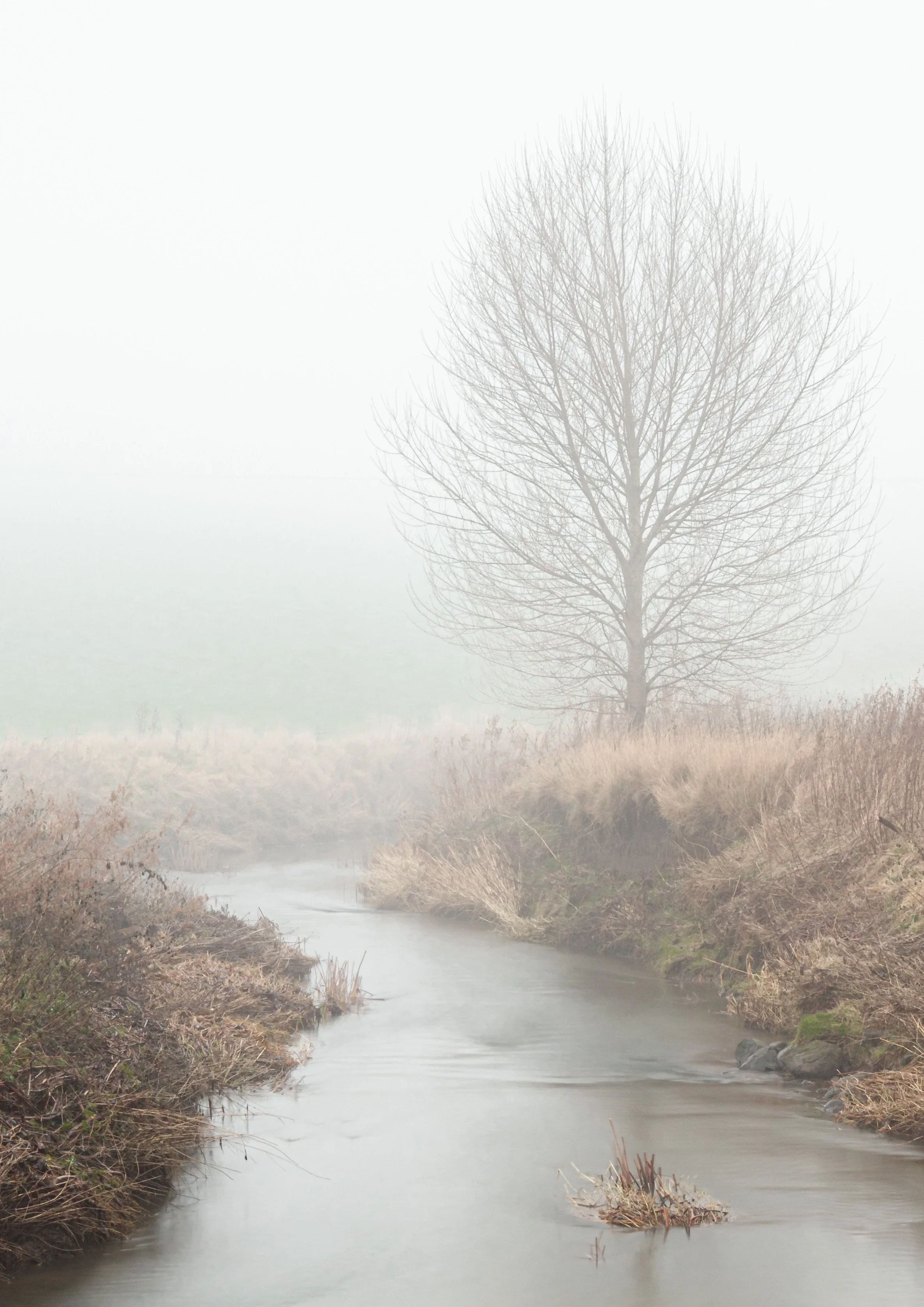 Black Poplar