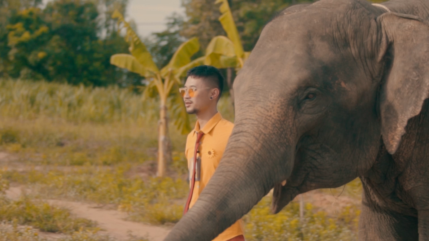 A young man in a yellow shirt and sunglasses walking with a large elephant in a tropical outdoor setting.