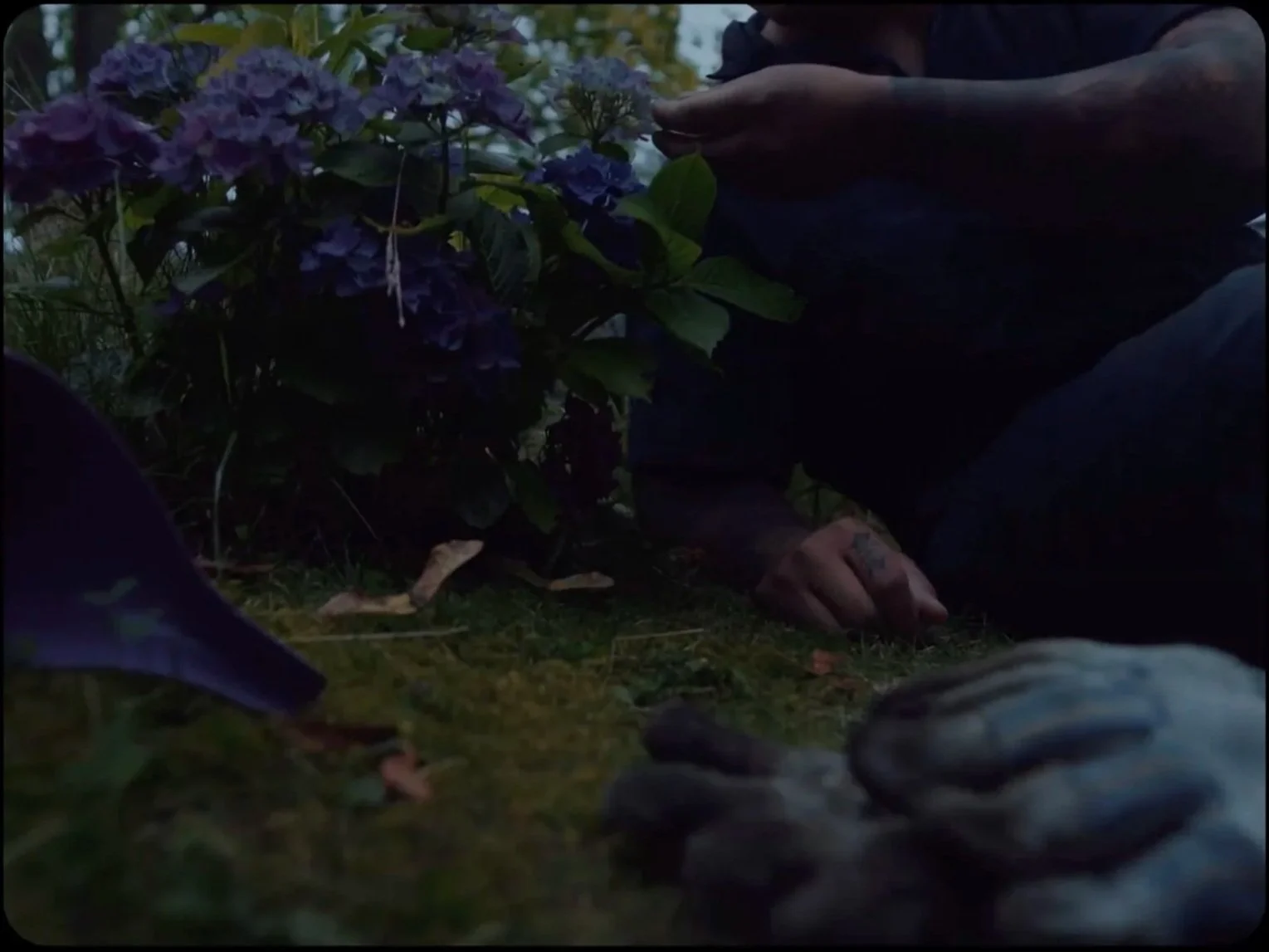 Person kneeling on the ground beside a purple hydrangea plant, wearing dark clothing, in a garden setting.