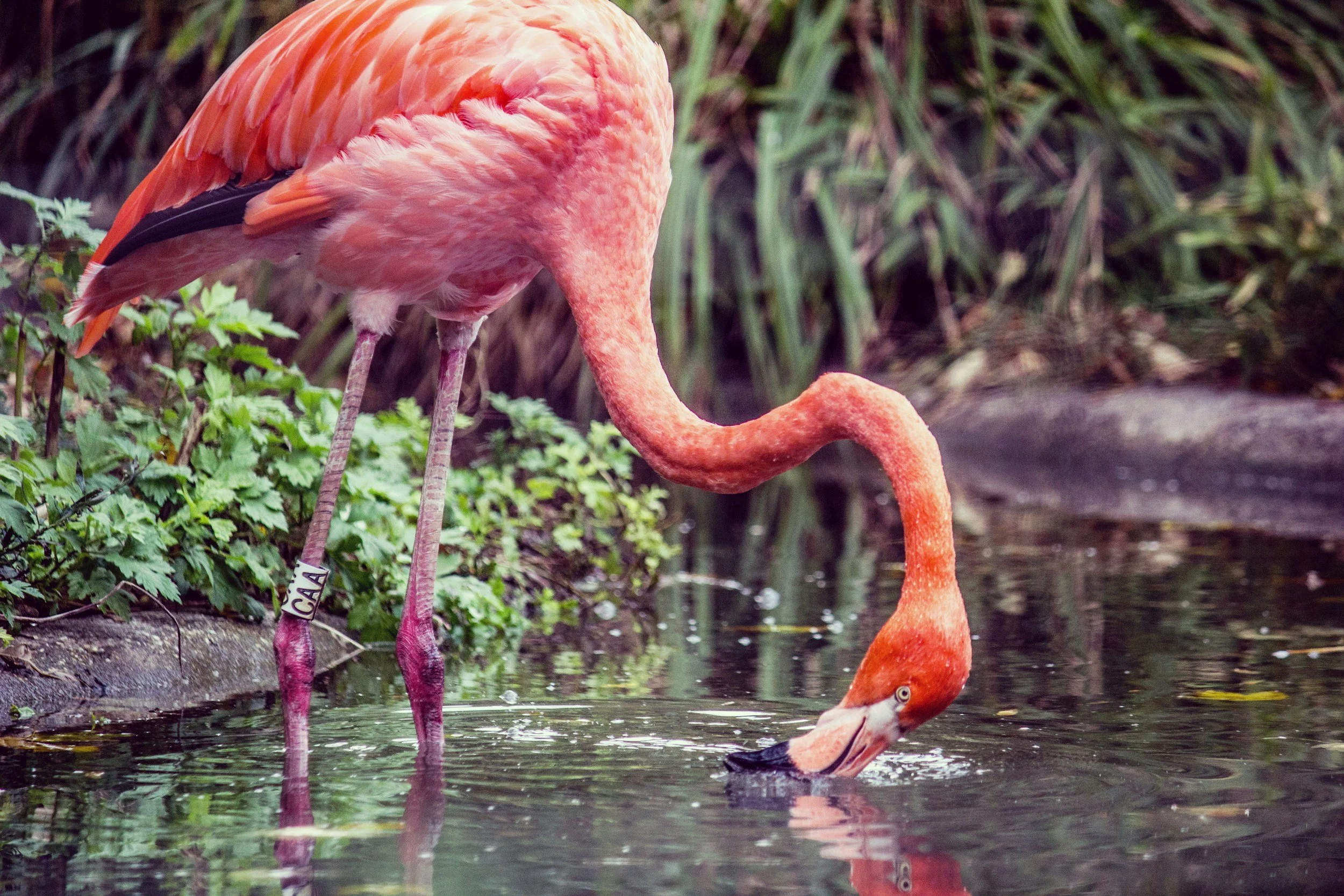 Ein Flamingo steht an einem Wasserufer und taucht seinen Schnabel ins Wasser.