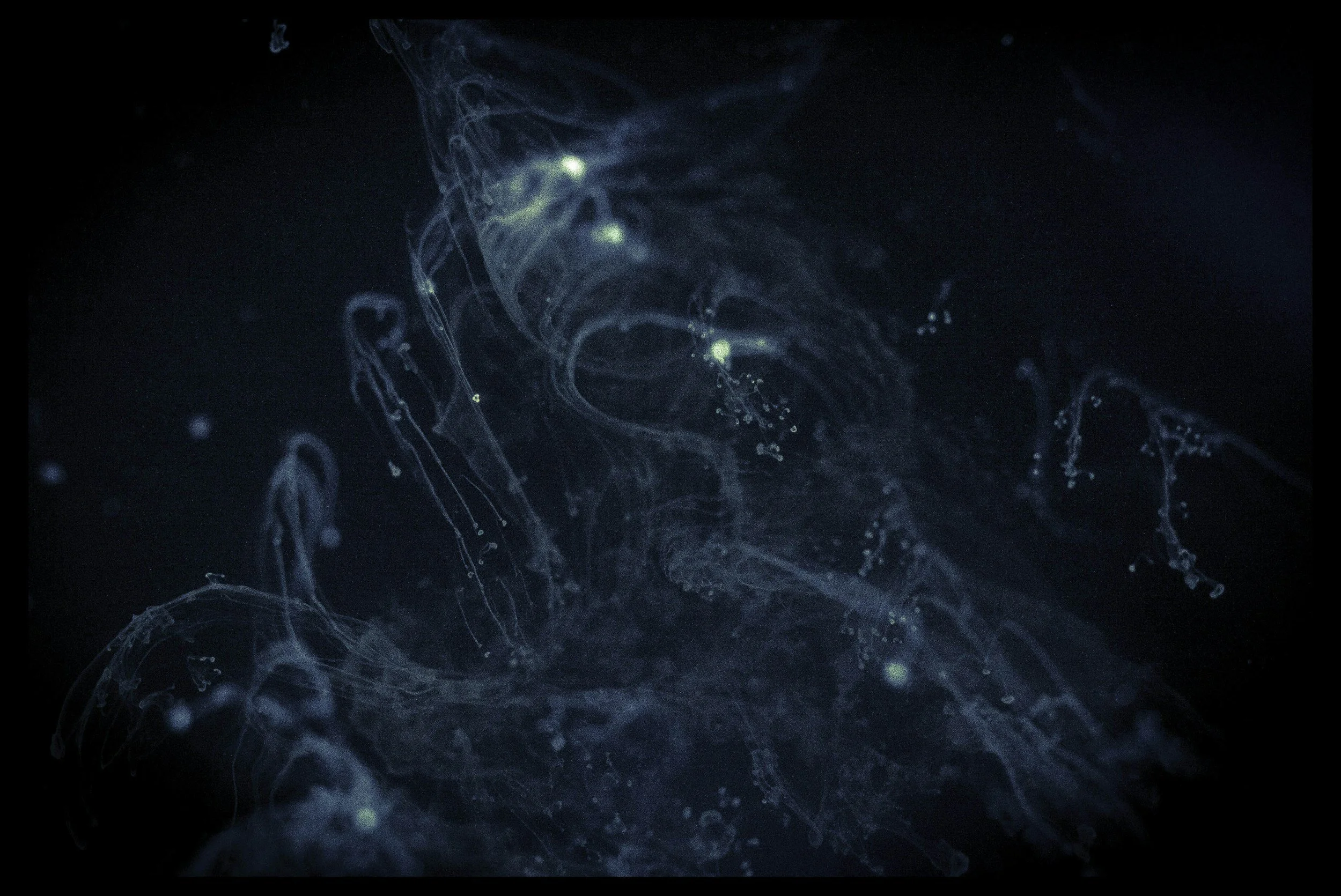 Ein dunkler Hintergrund mit leuchtenden blauen und grünen neuronalen Netzstrukturen, die elektrische Impulse symbolisieren.