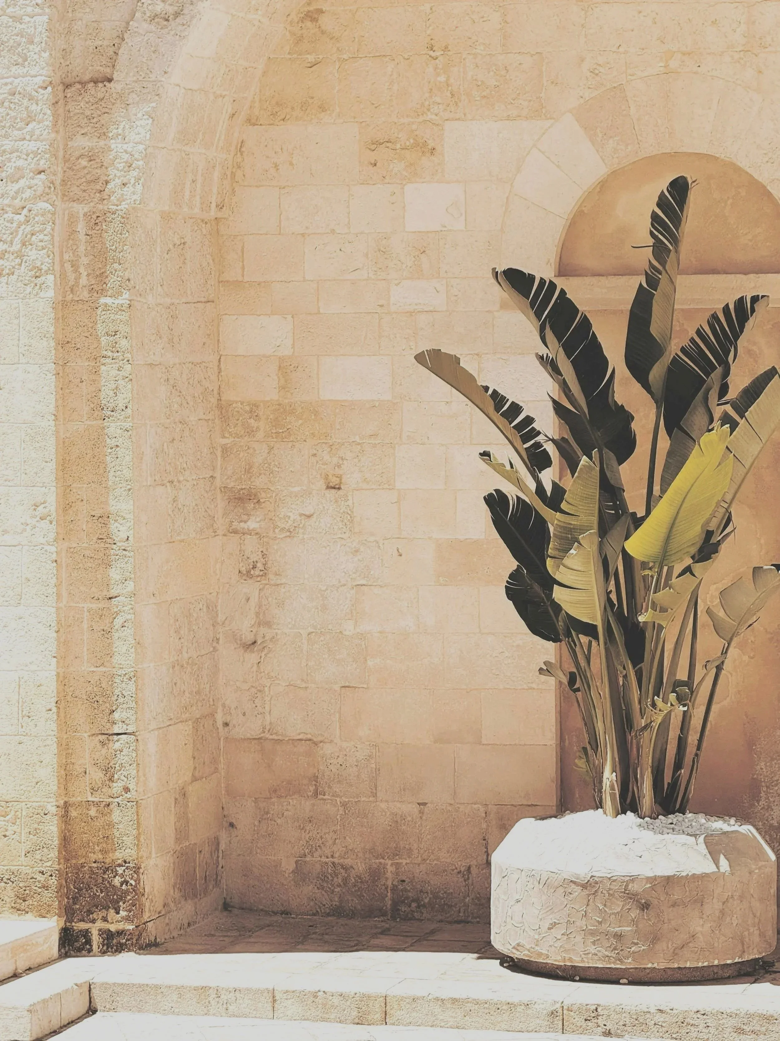 Large potted plant against beige stone wall.