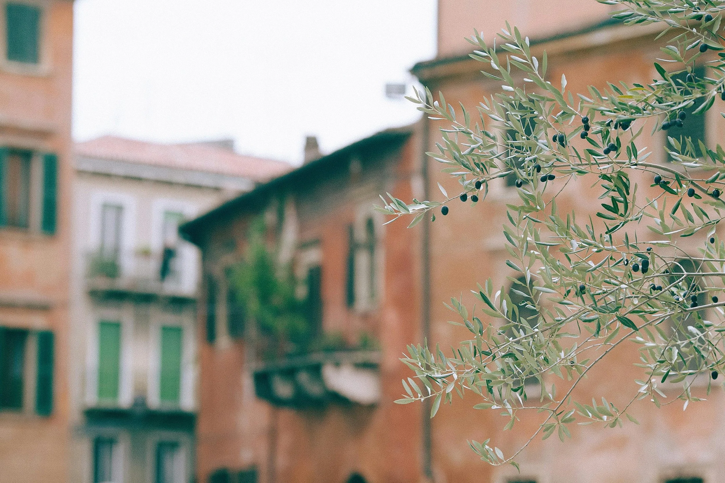 Close-up of an olive tree branch with black olives in front of blurred brick buildings and windows.