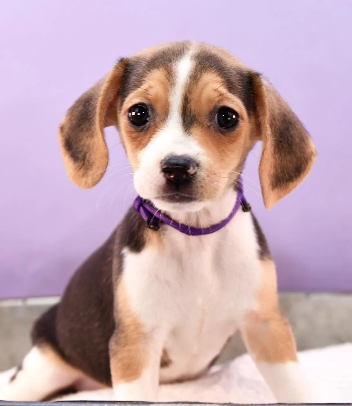 Puppy OR Customizable Package - 8 Sessions