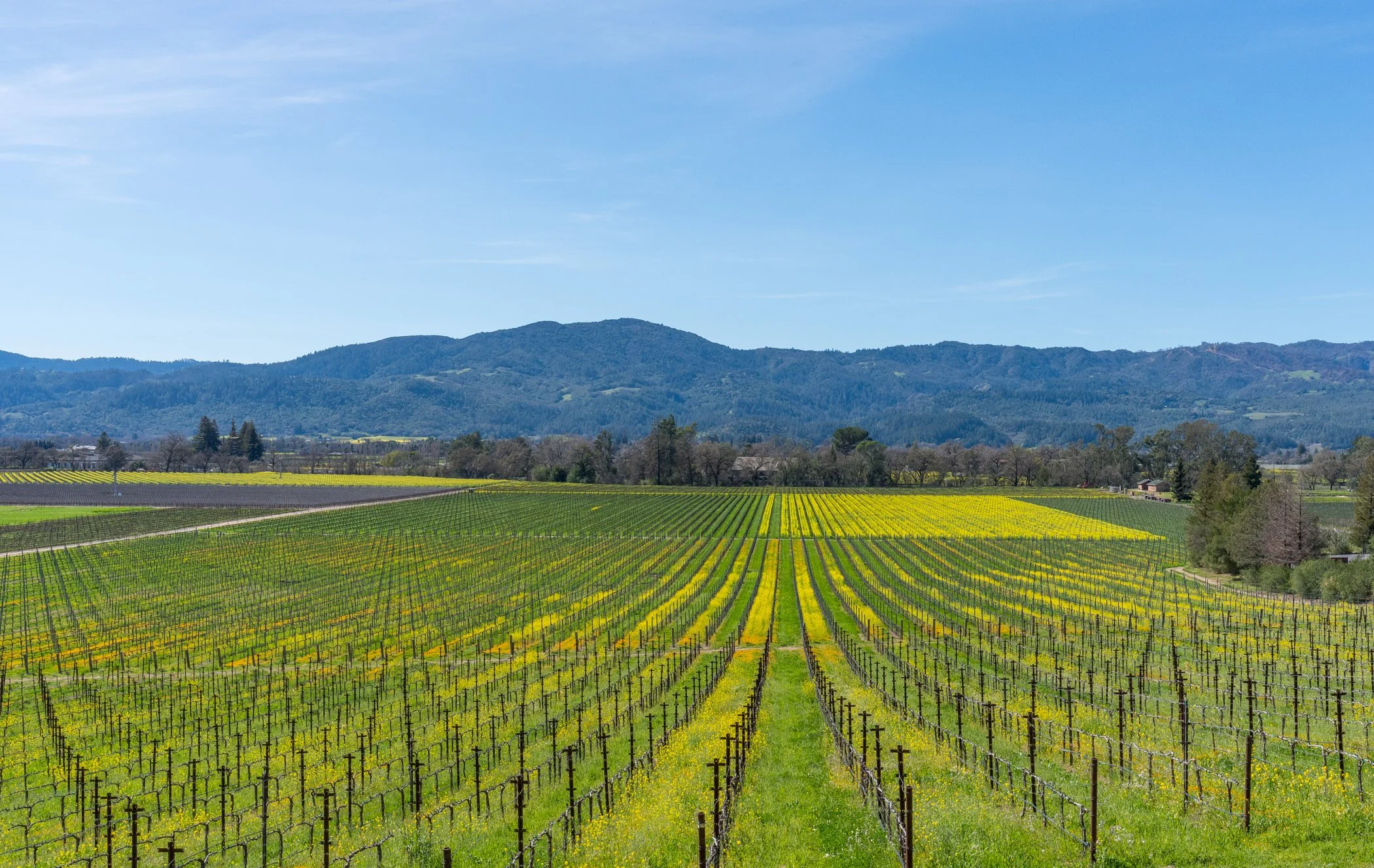 St. Helena Area Photos-MLS41.jpg