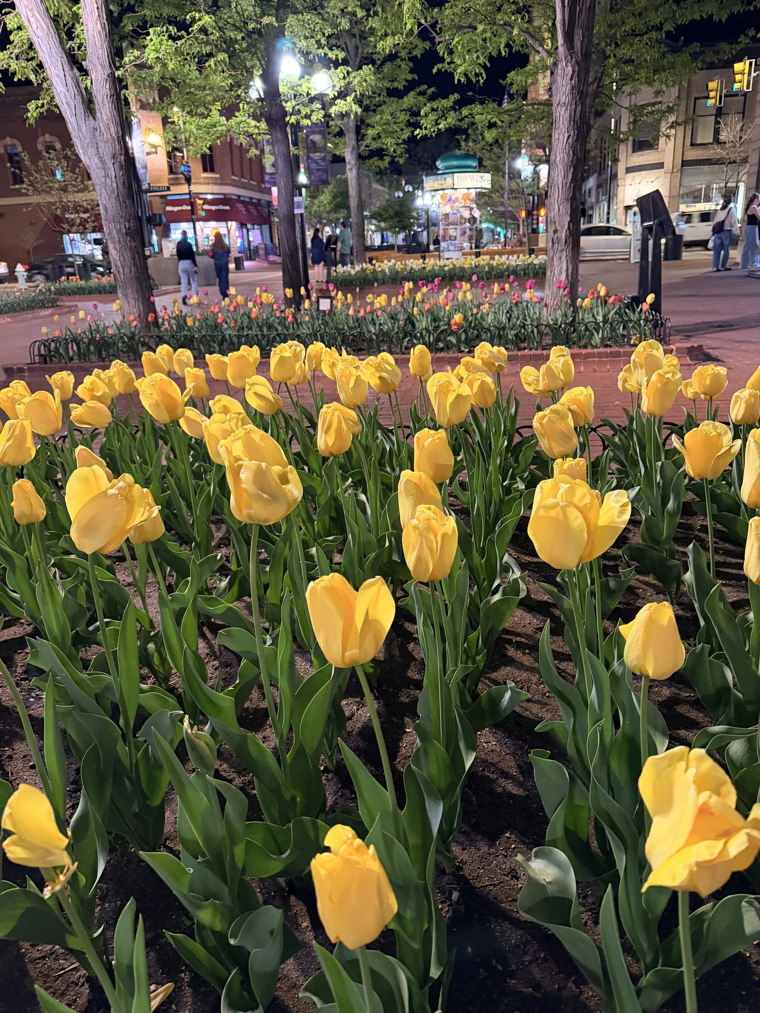 IMG_2165.jpeg