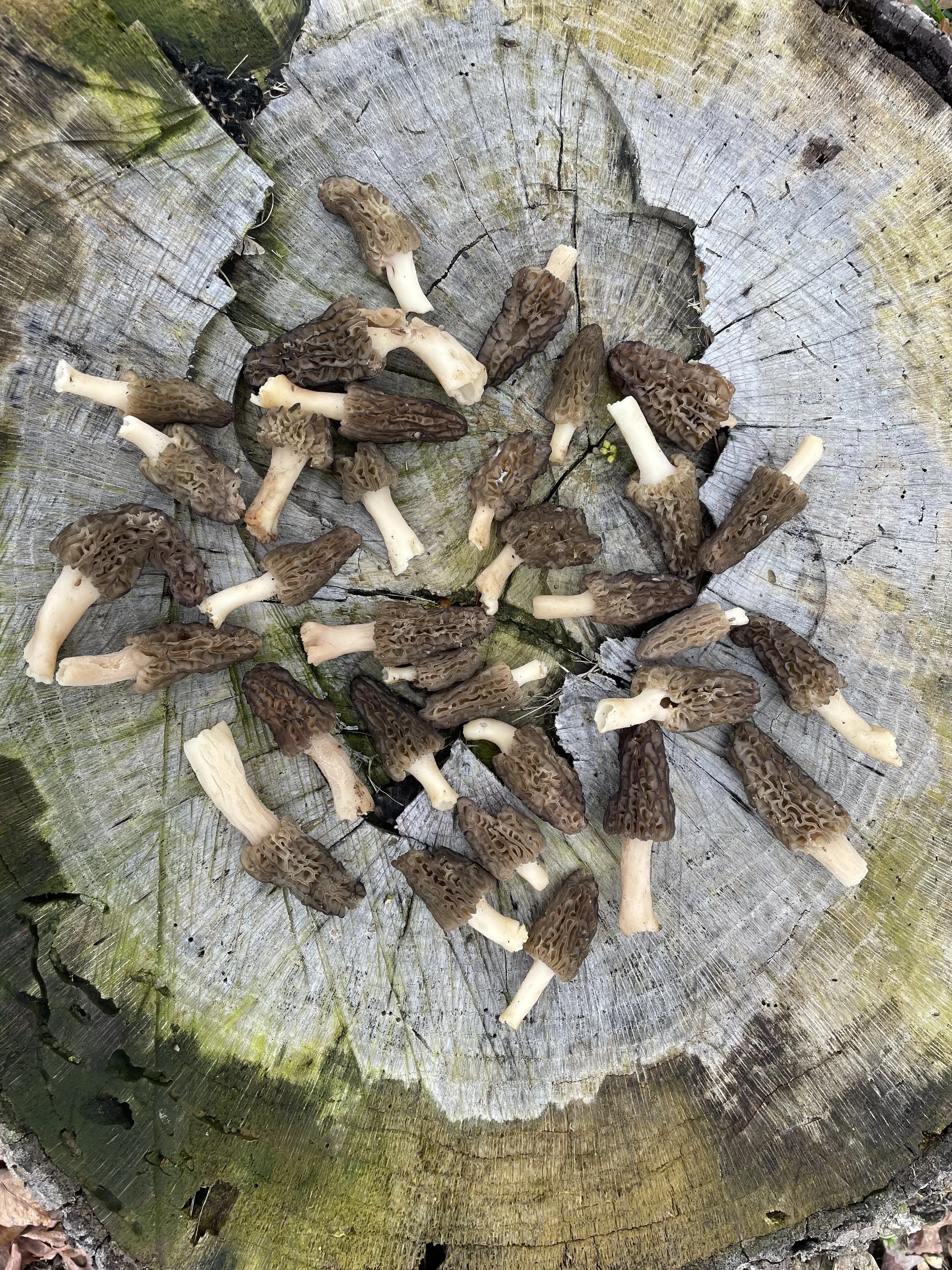 Fresh picked Morels