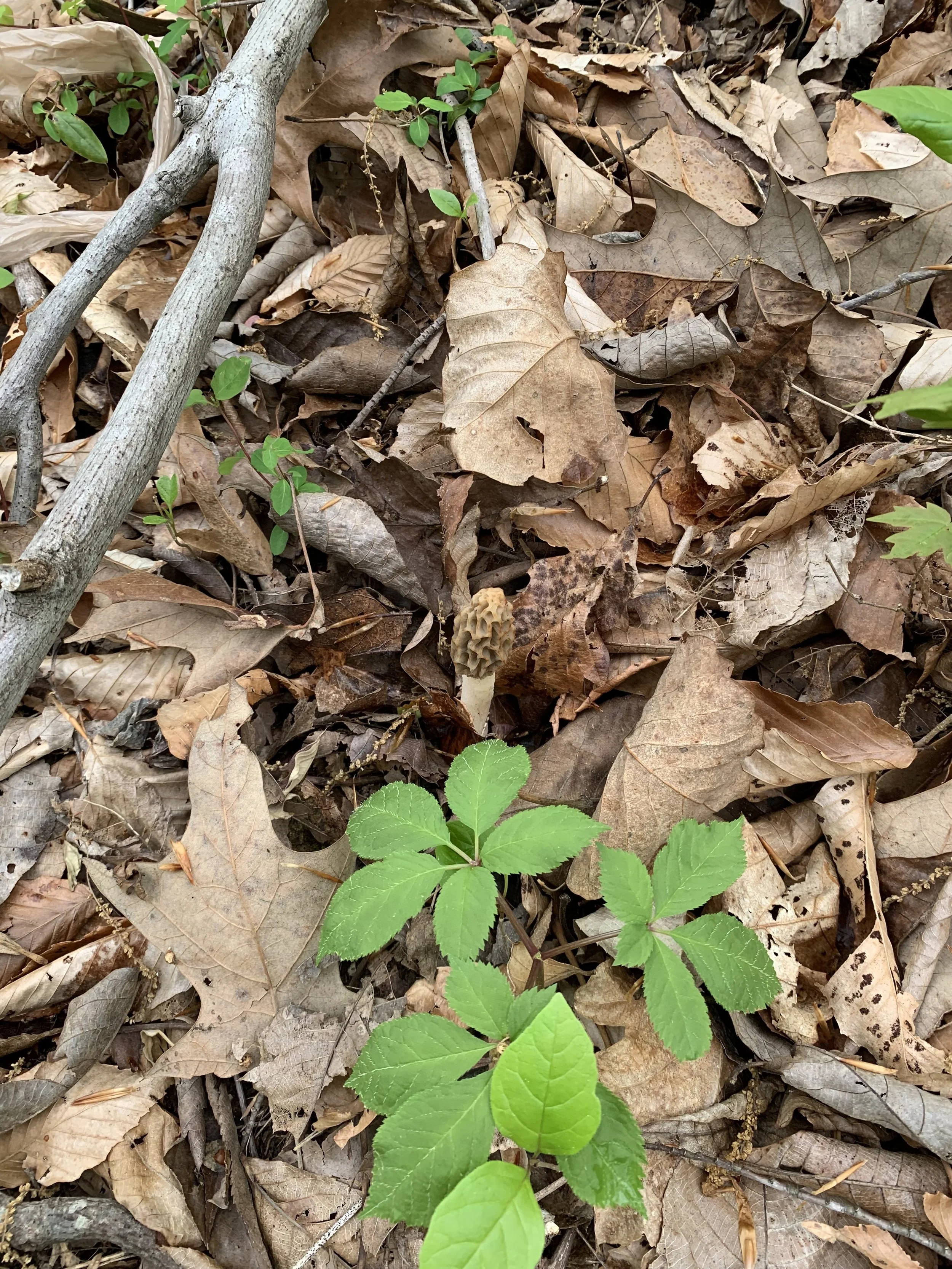 Ginseng another elusive natural wonder