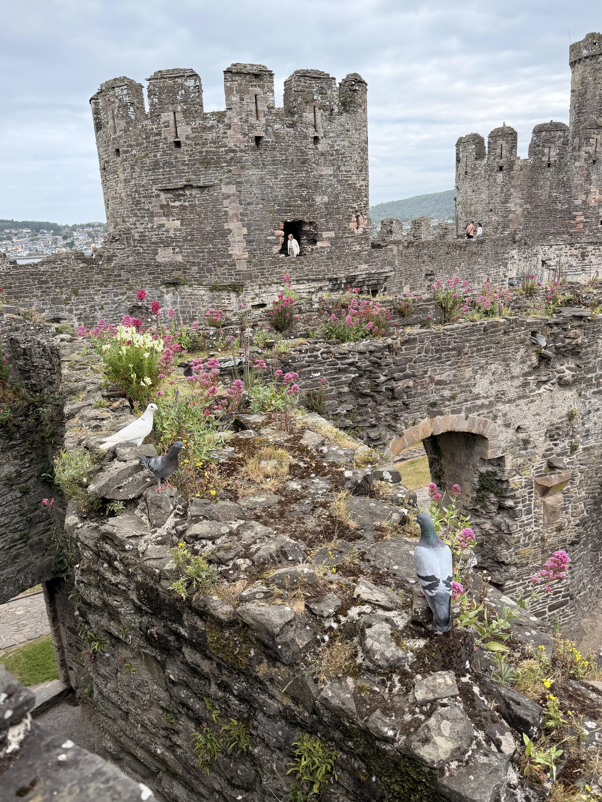 conwy-castle-wildflowers-in-mortar-walls.jpeg