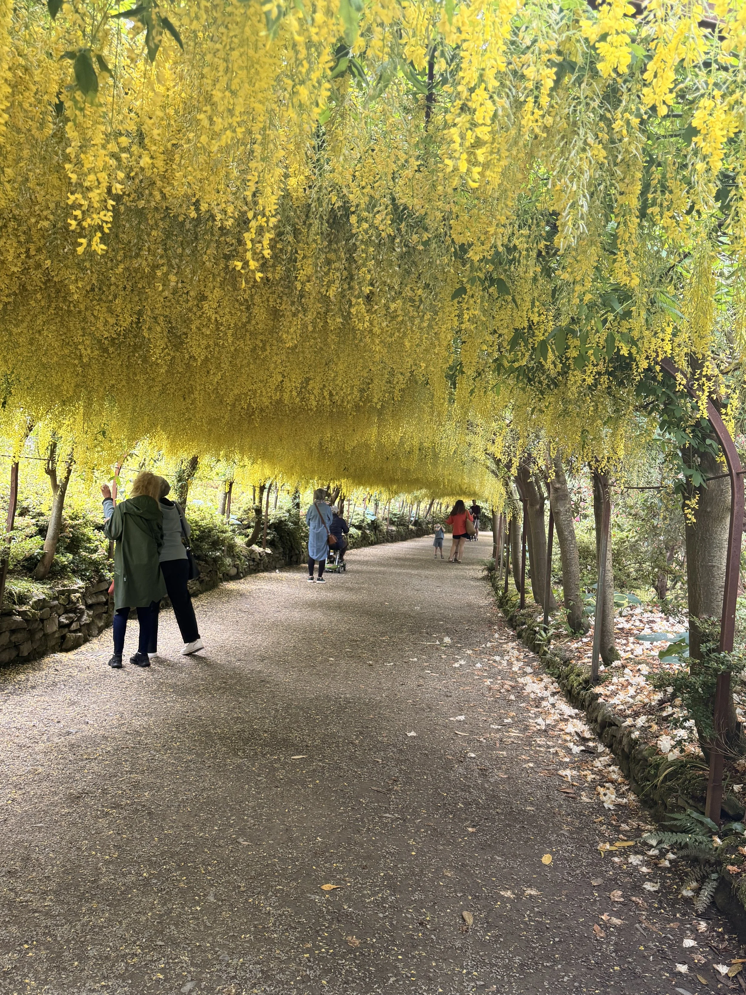 bodnant-garden-laburnum-arch-golden-tunnel.jpeg