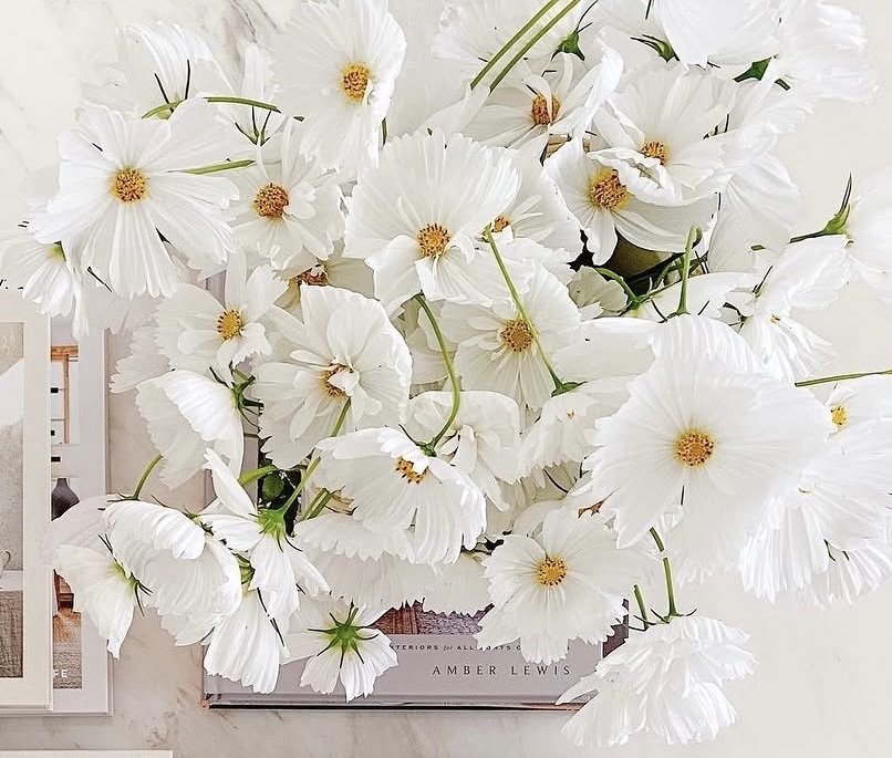 A bouquet of white cosmos flowers with yellow centers on a table.