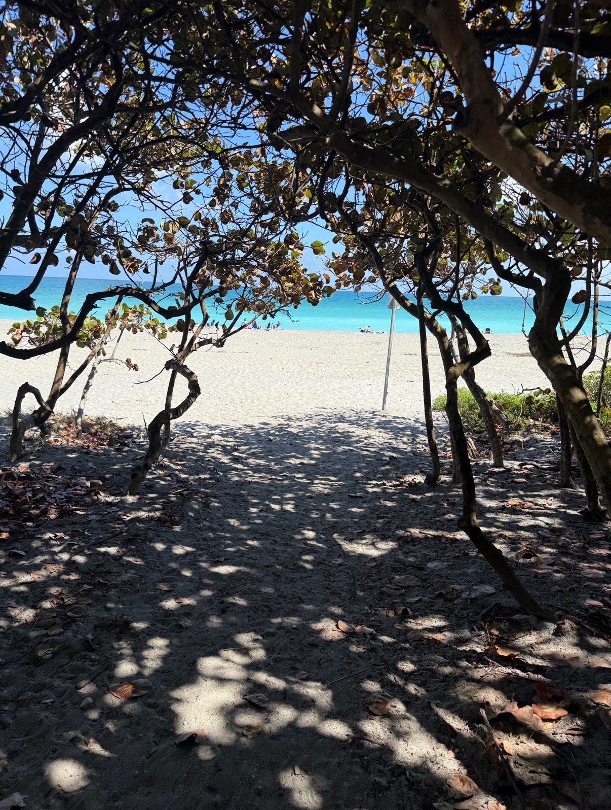 Shaded beach path overlooking the ocean.