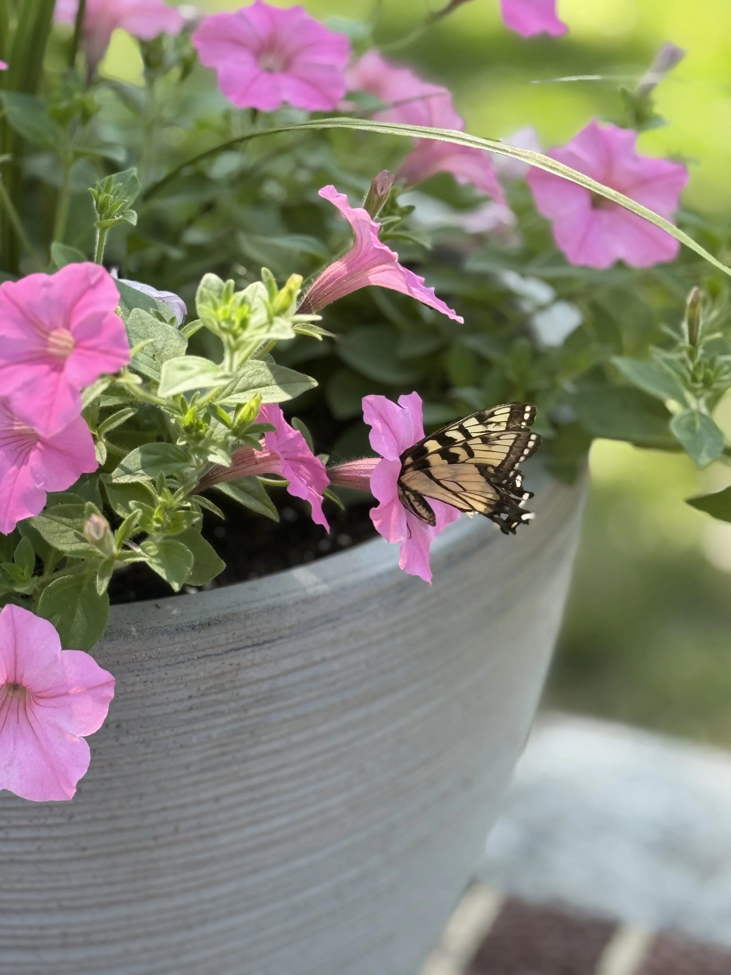 Close-up of a pink petunia flower with a butterfly resting on one of its petals in a gray ceramic pot, with green leaves and a blurred background.