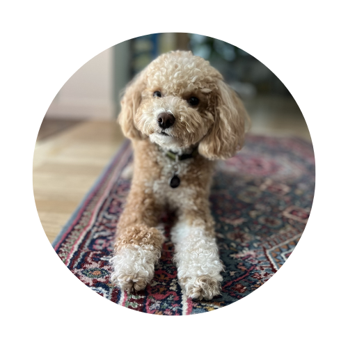 Client Highlight: Chaii