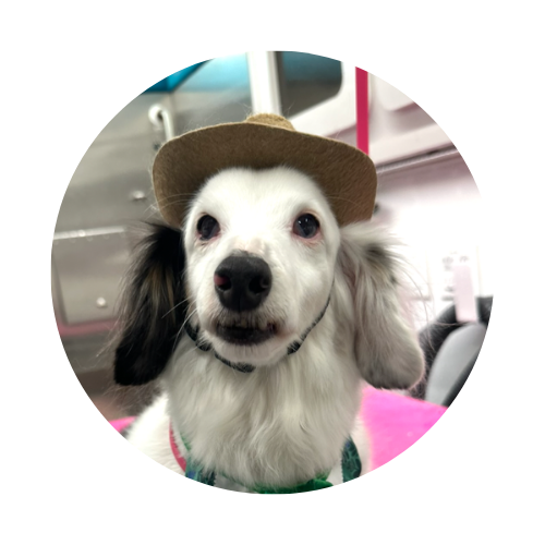 peet dog grooming cooperative care behavior testimonial.png