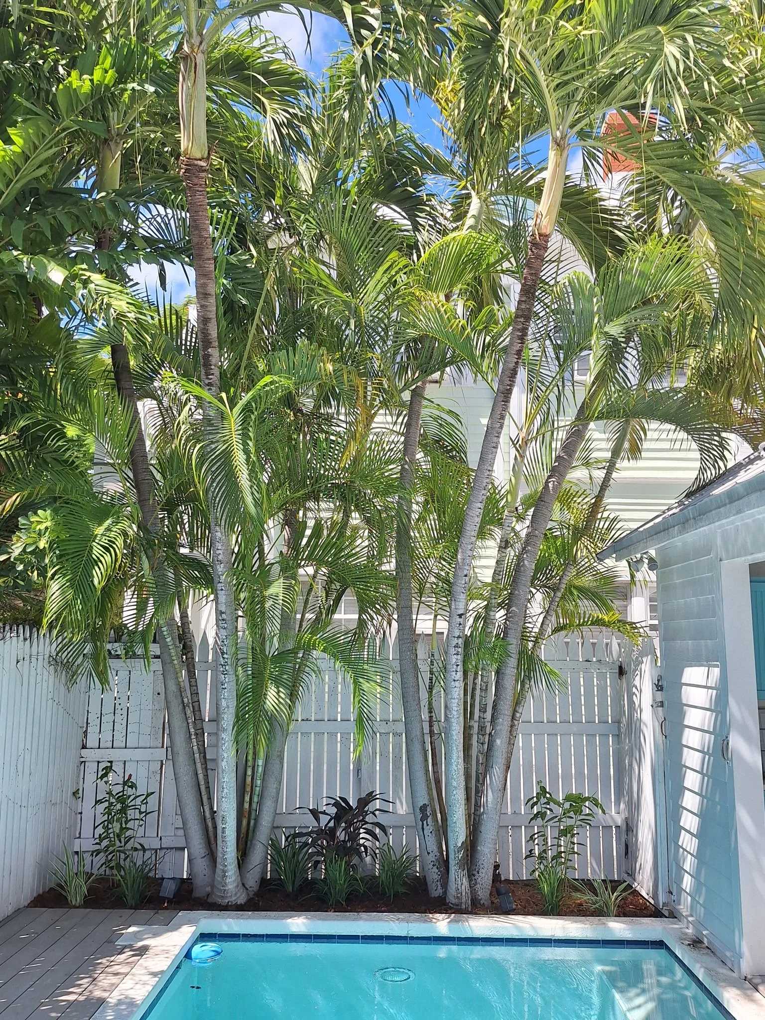 A backyard with a small pool surrounded by a wooden deck, white fence, and tall green palm trees providing shade, with a building visible in the background under a blue sky.