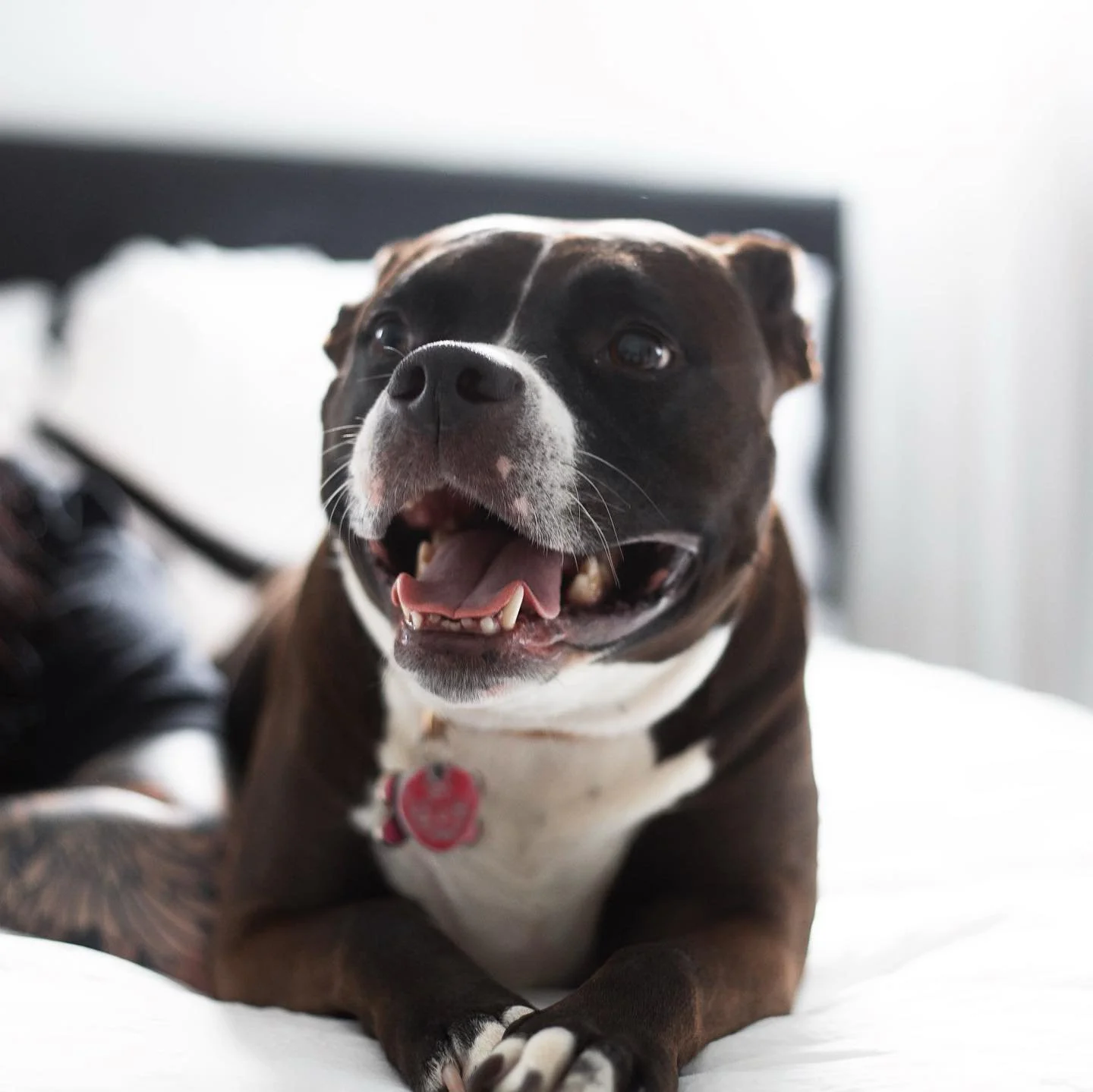 A happy black and white dog with a pink collar, lying on a bed, looking directly at the camera with its mouth open in a smile.